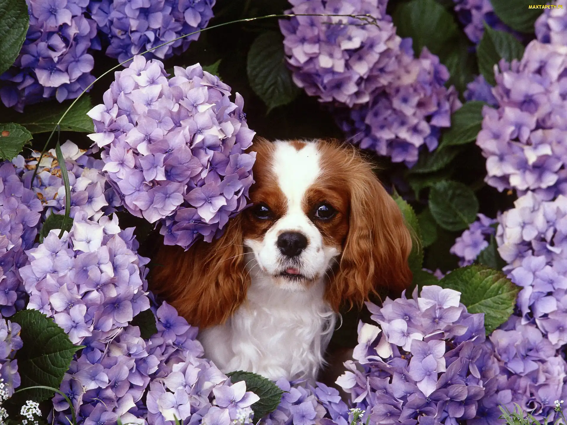 fioletowe, kwiatki, King Charles Spaniel