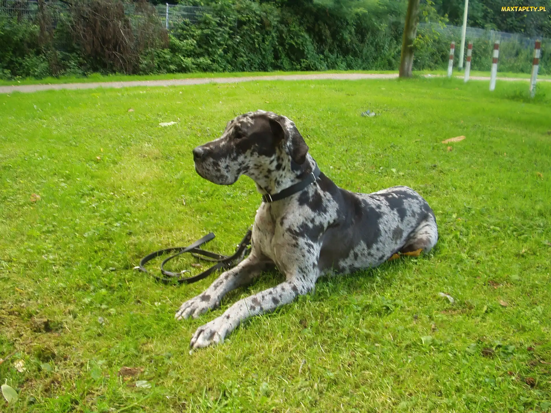 Leżący, Dog niemiecki
