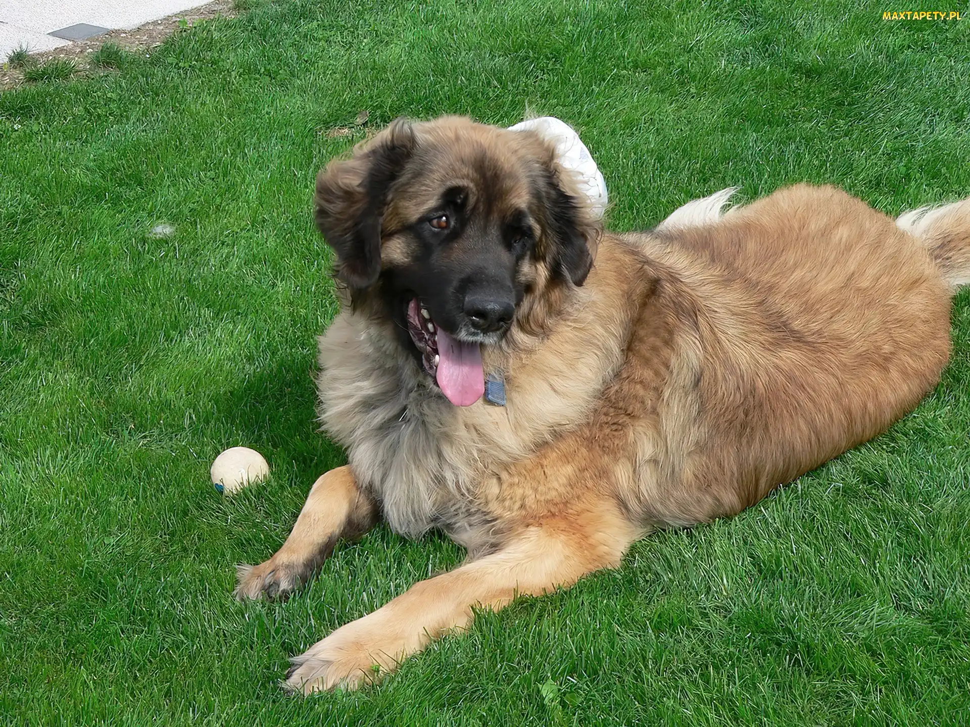 Leonberger, piłeczka