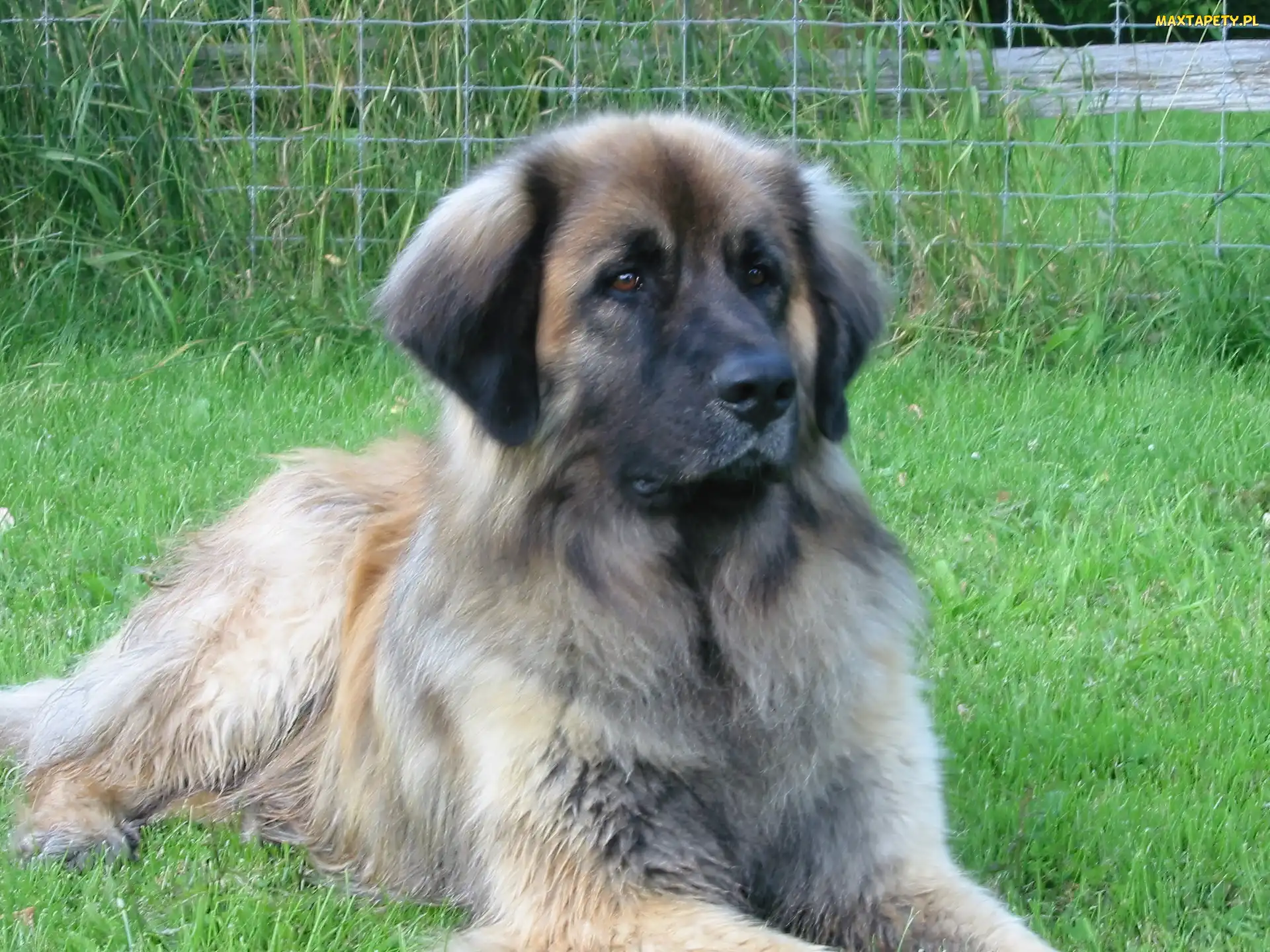 Leonberger, śliczny