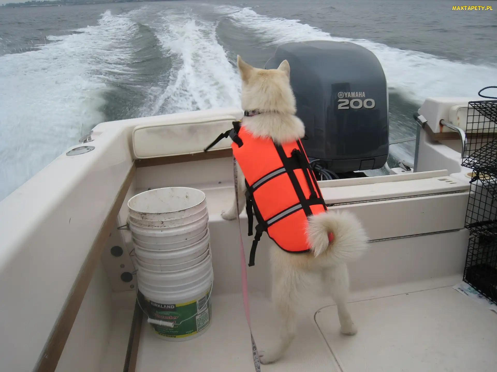 fale, motorówka, Norsk Buhund