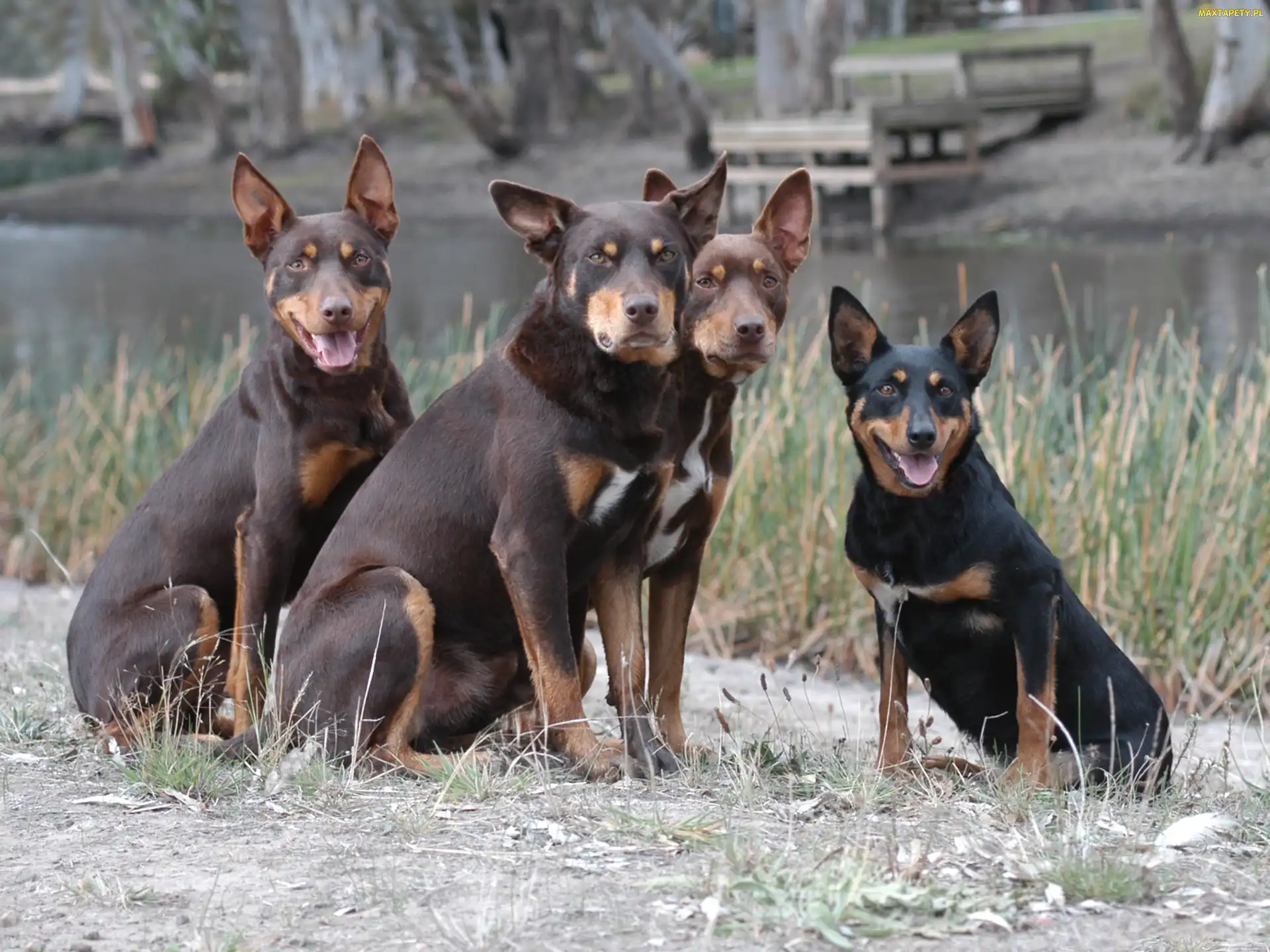 Owczarki australijskie - Kelpie, Cztery
