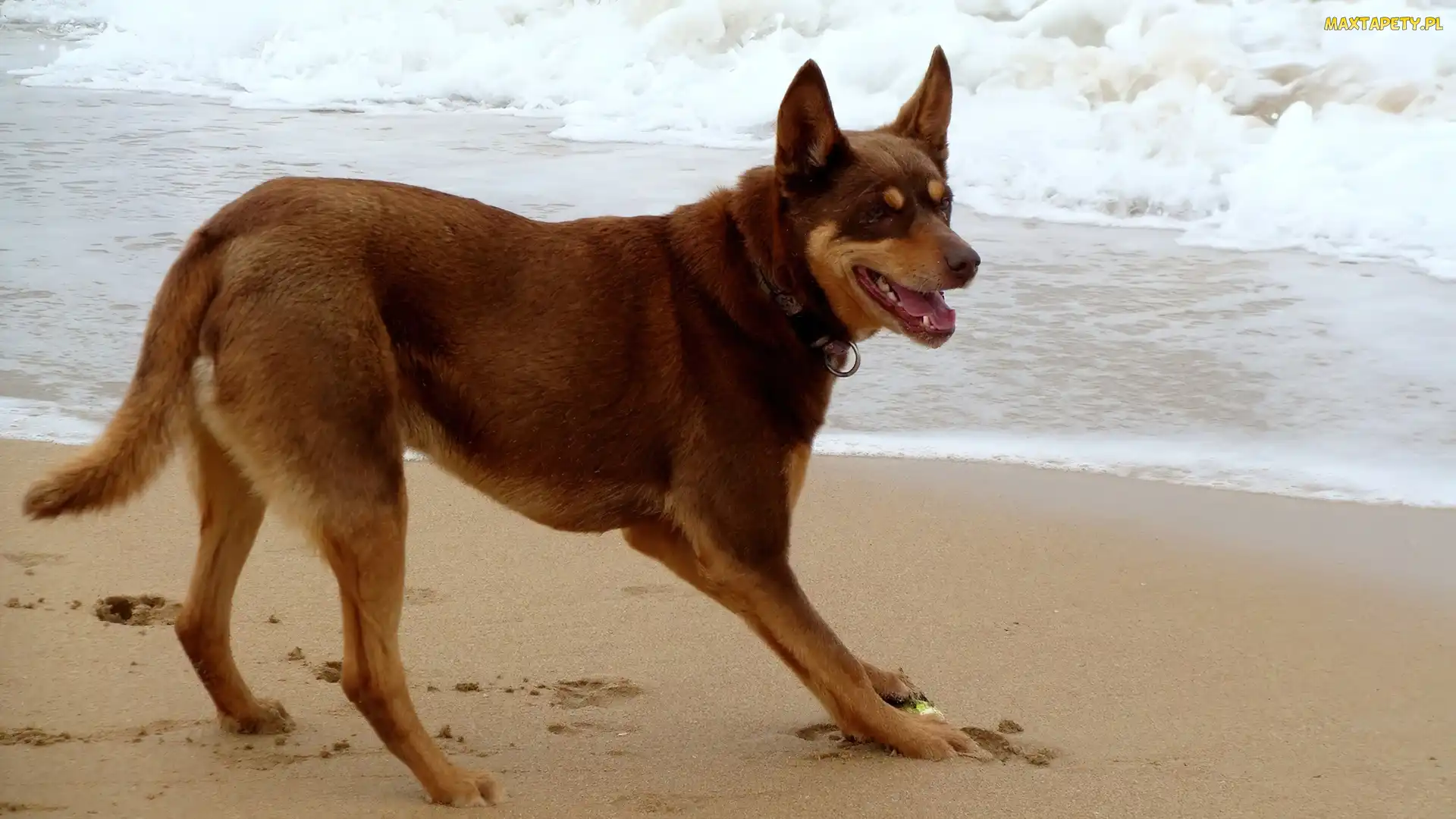 piasek, fale, Owczarek australijski - Kelpie