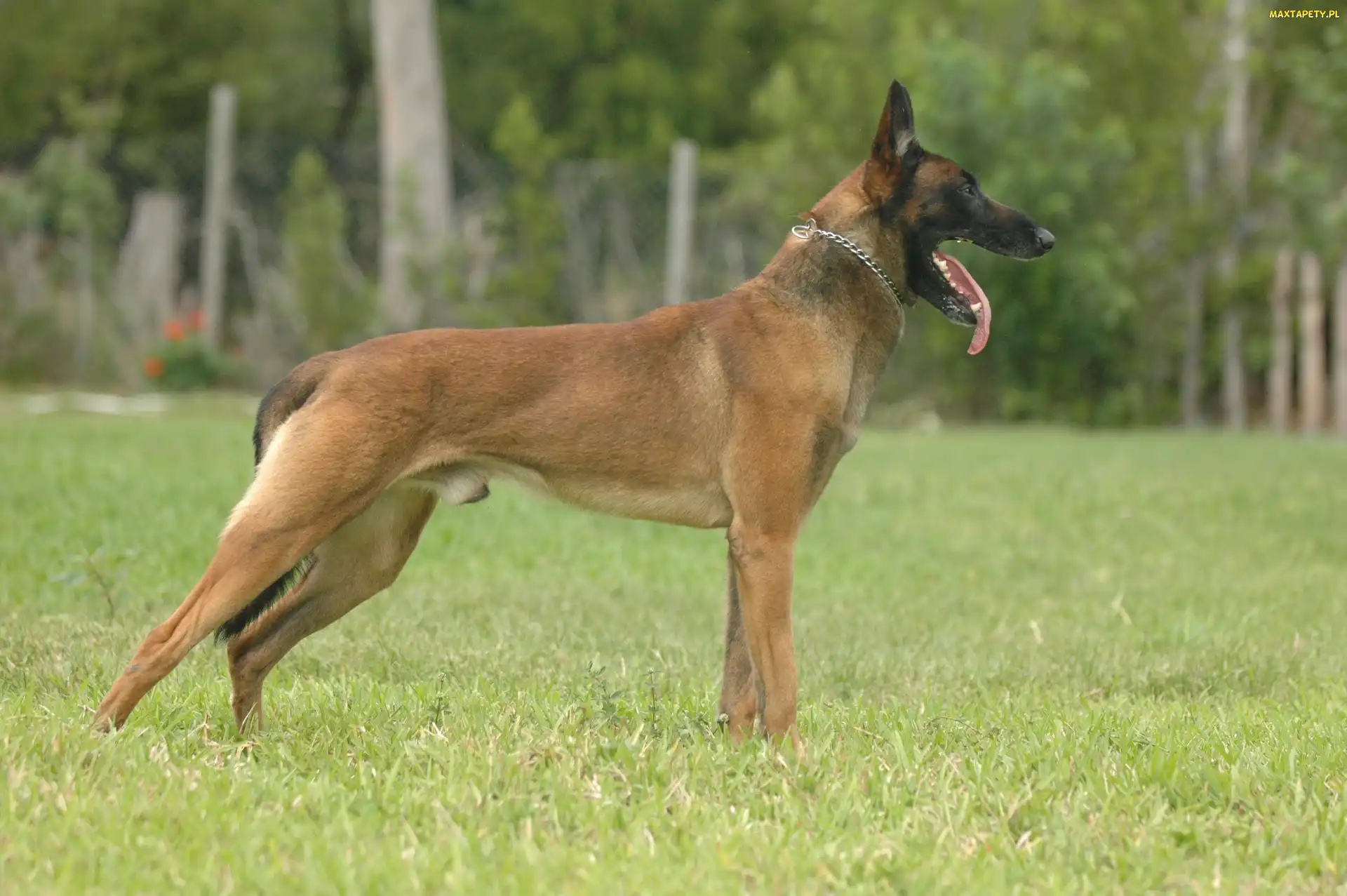 Owczarek belgijski Malinois, język