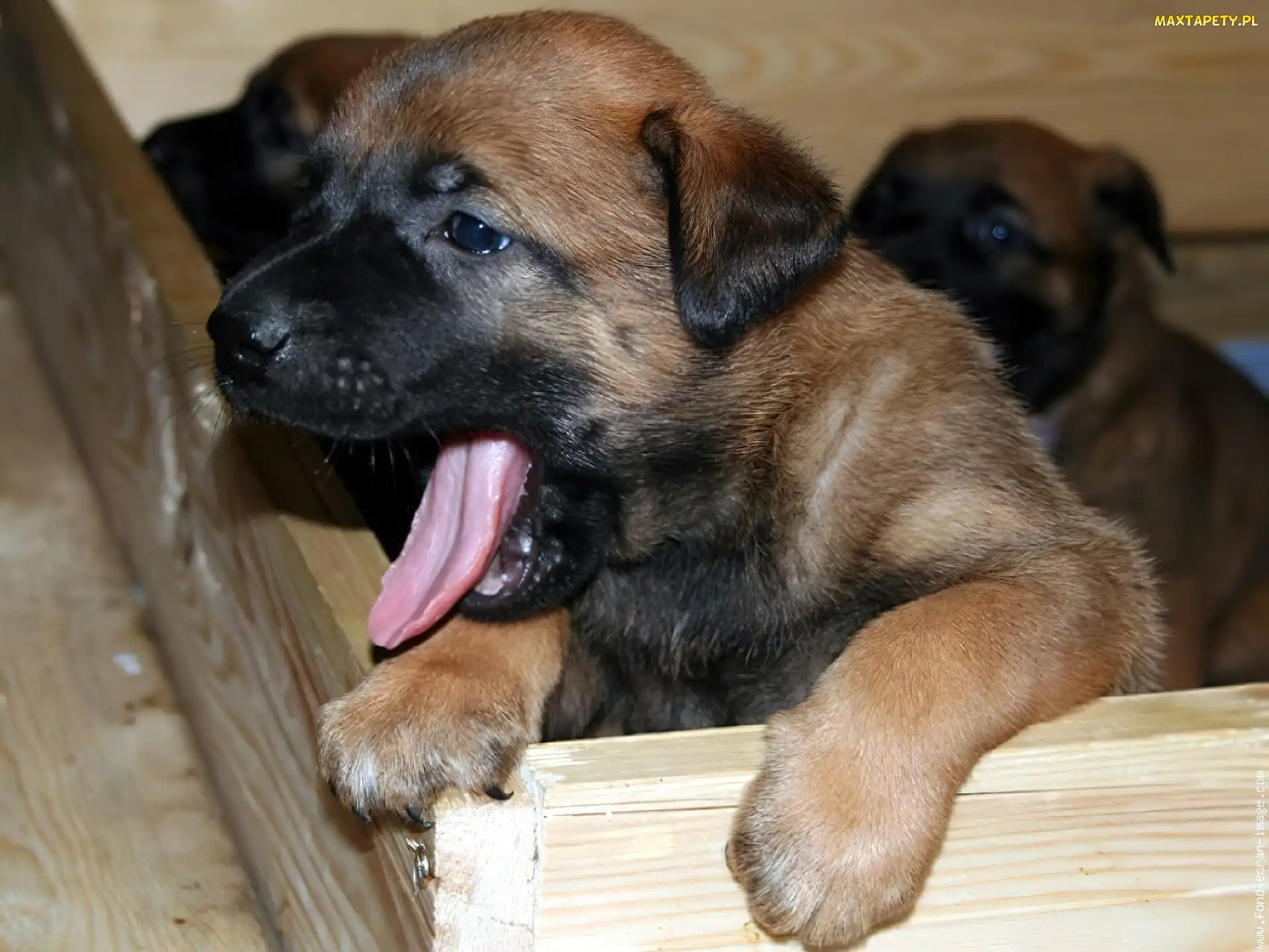 Owczarek belgijski Malinois, mordka, słodka