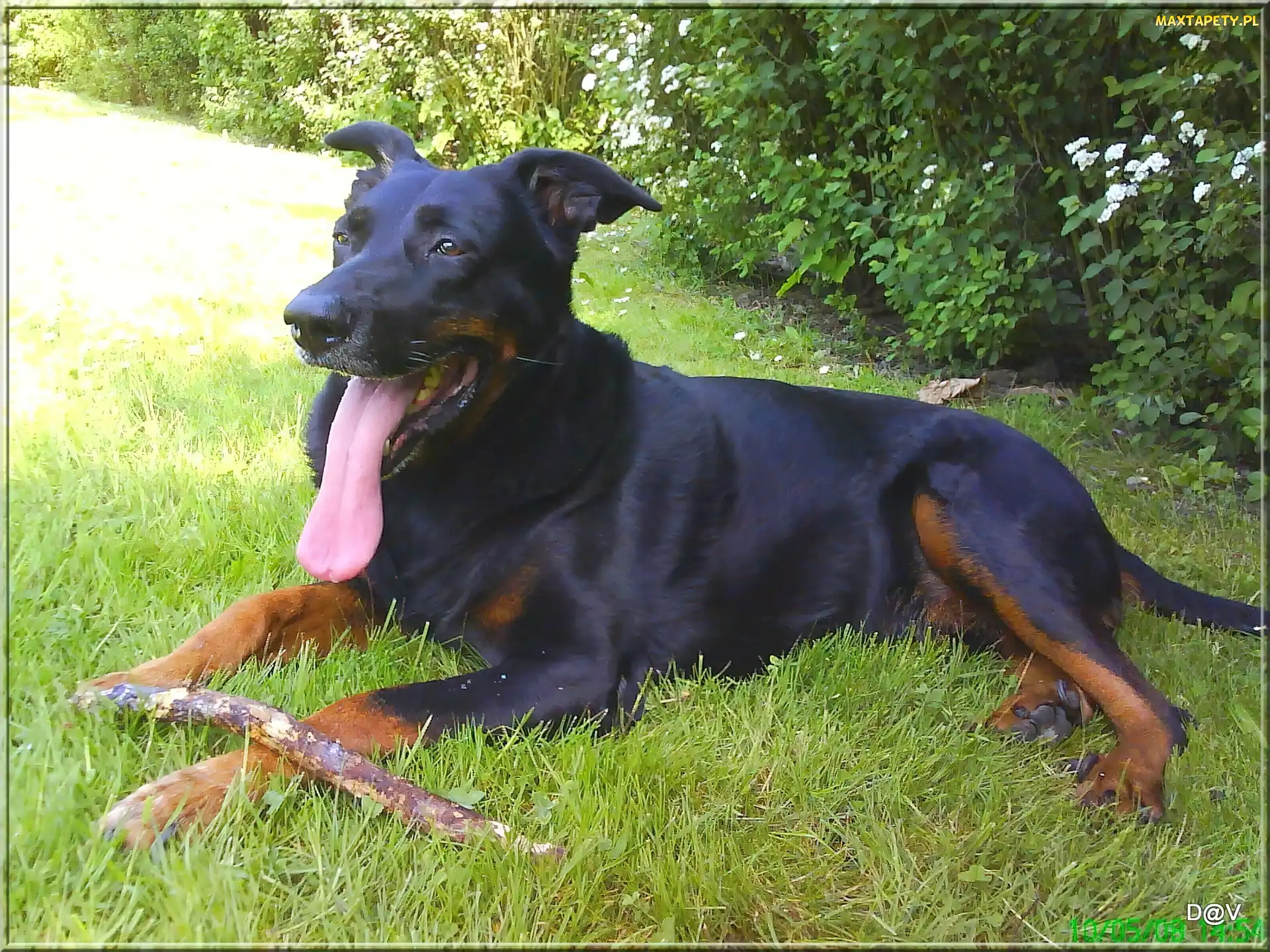 jęzor, kij, Owczarek francuski Beauceron