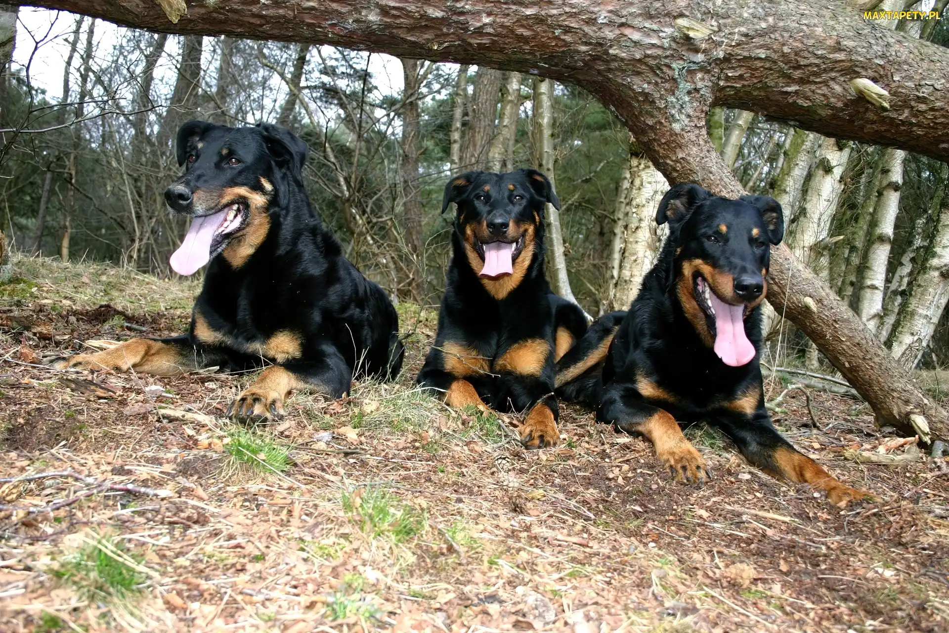 drzewo, przewrócone, Trzy, Beaucerony