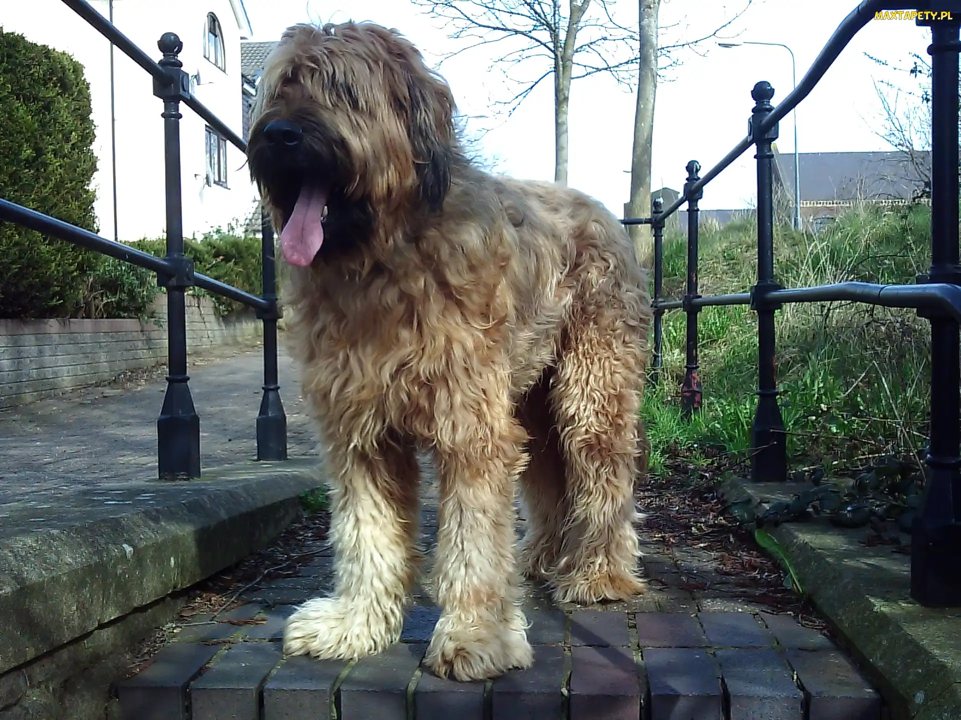 Jasny, Owczarek francuski Briard