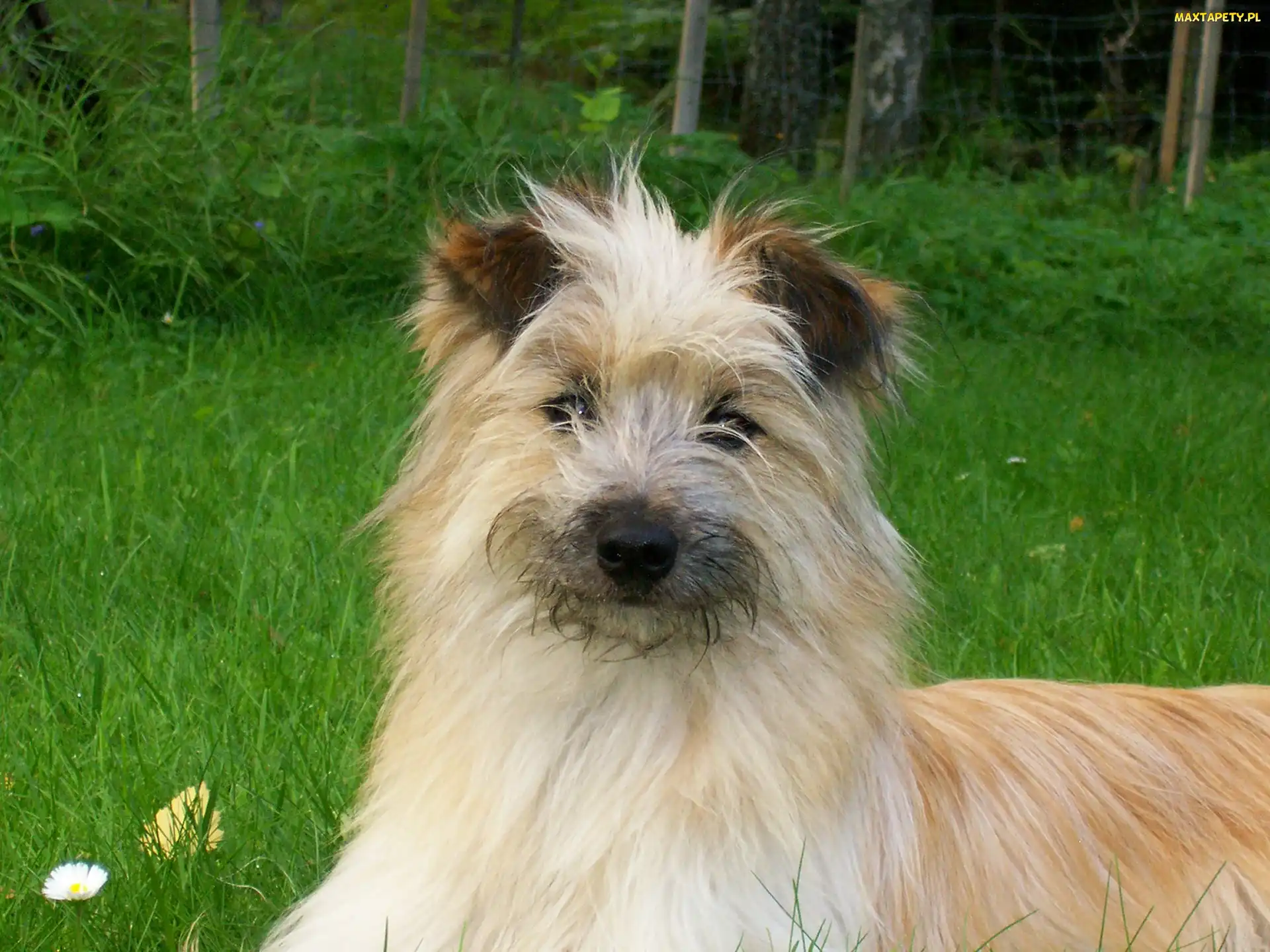 Owczarka pirenejskiego, Berger des Pyrénées, Głowa