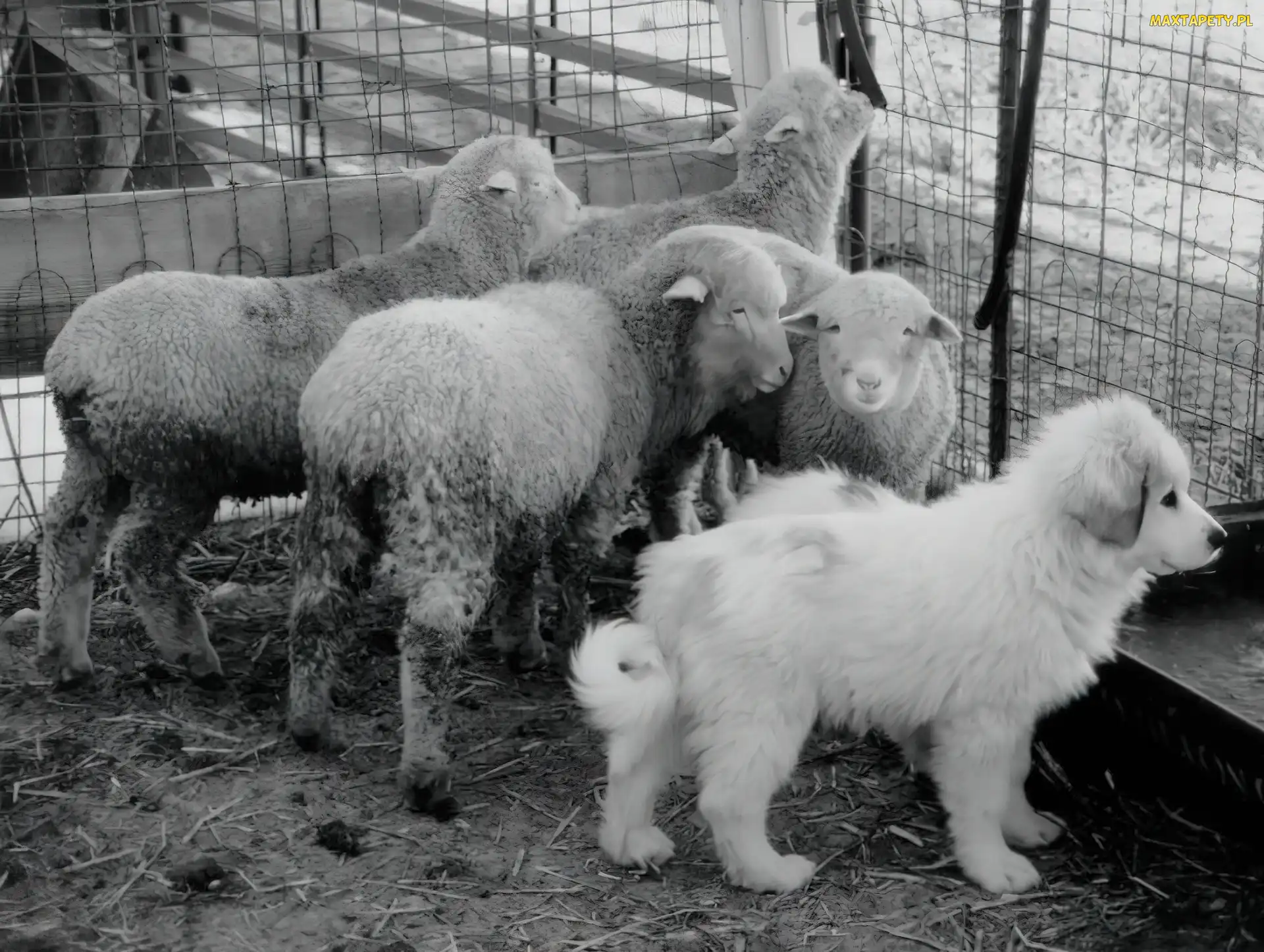 Owczarek węgierski Kuvasz, owce, Młody