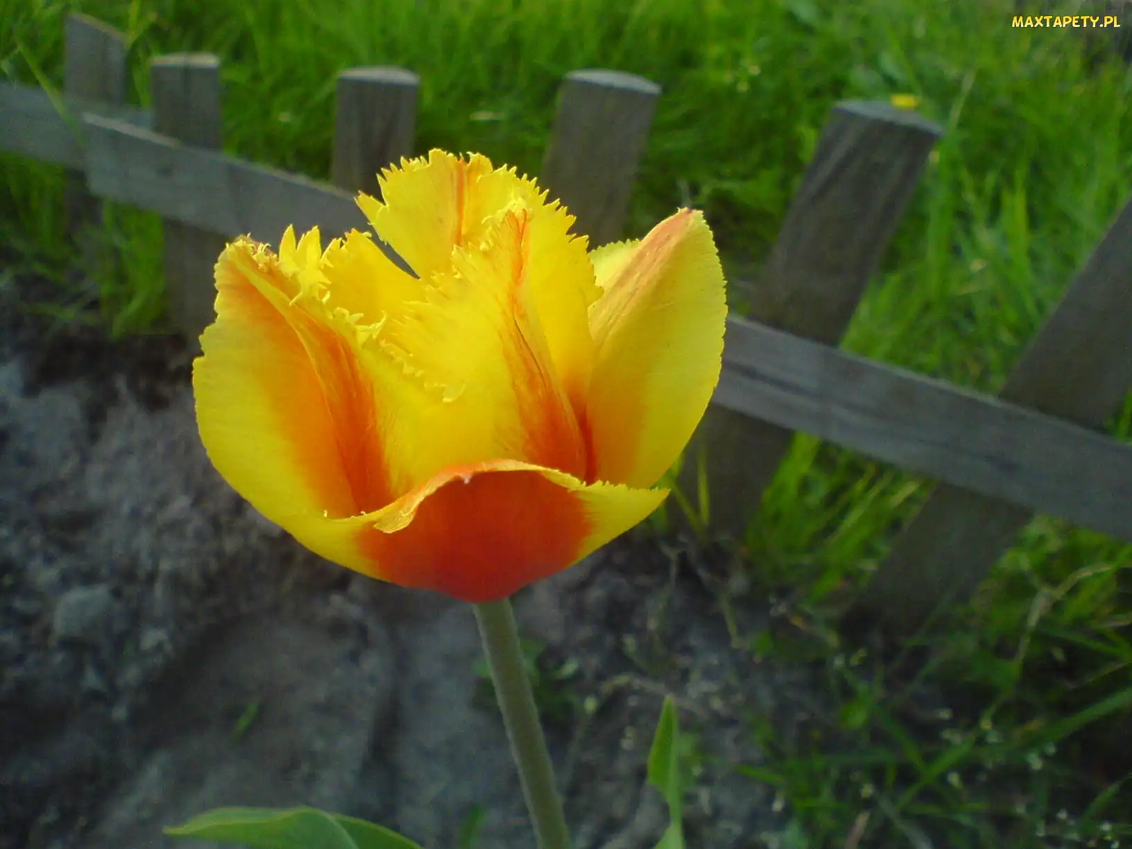 Żółty, Tulipan, Piękny
