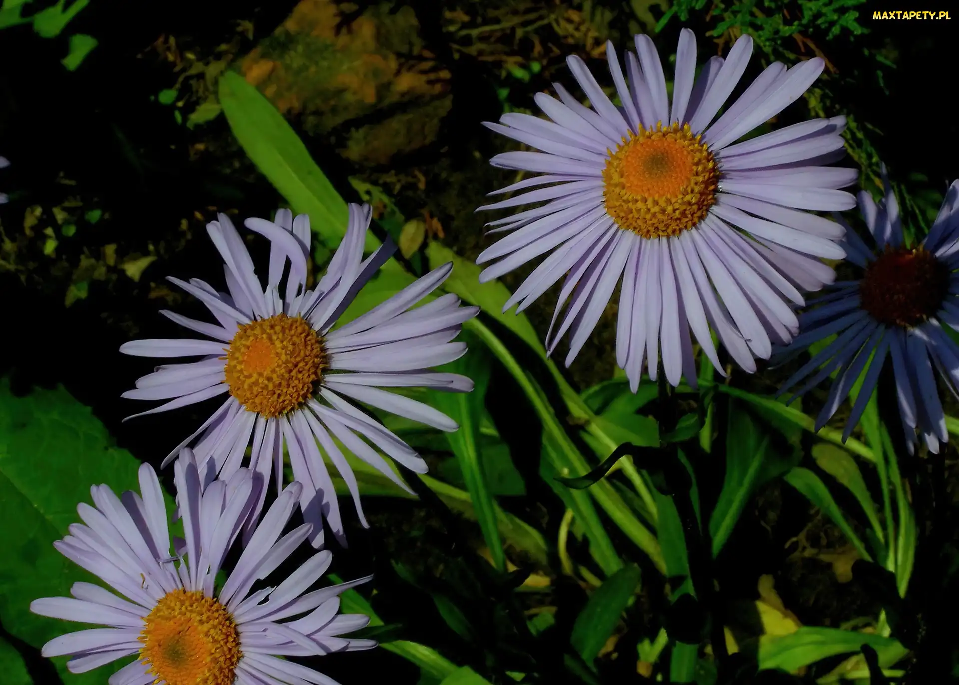 Zielone, Liście, Aster alpejski