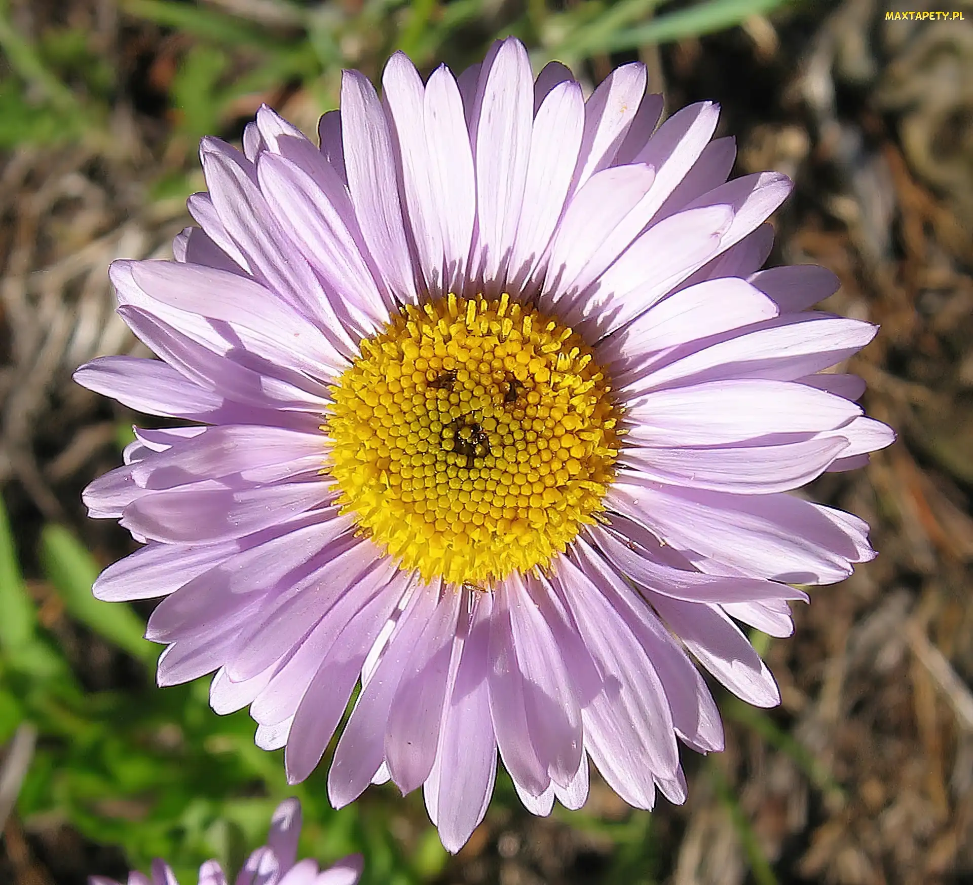 Rurkowate, Kwiaty, Aster, Żółte
