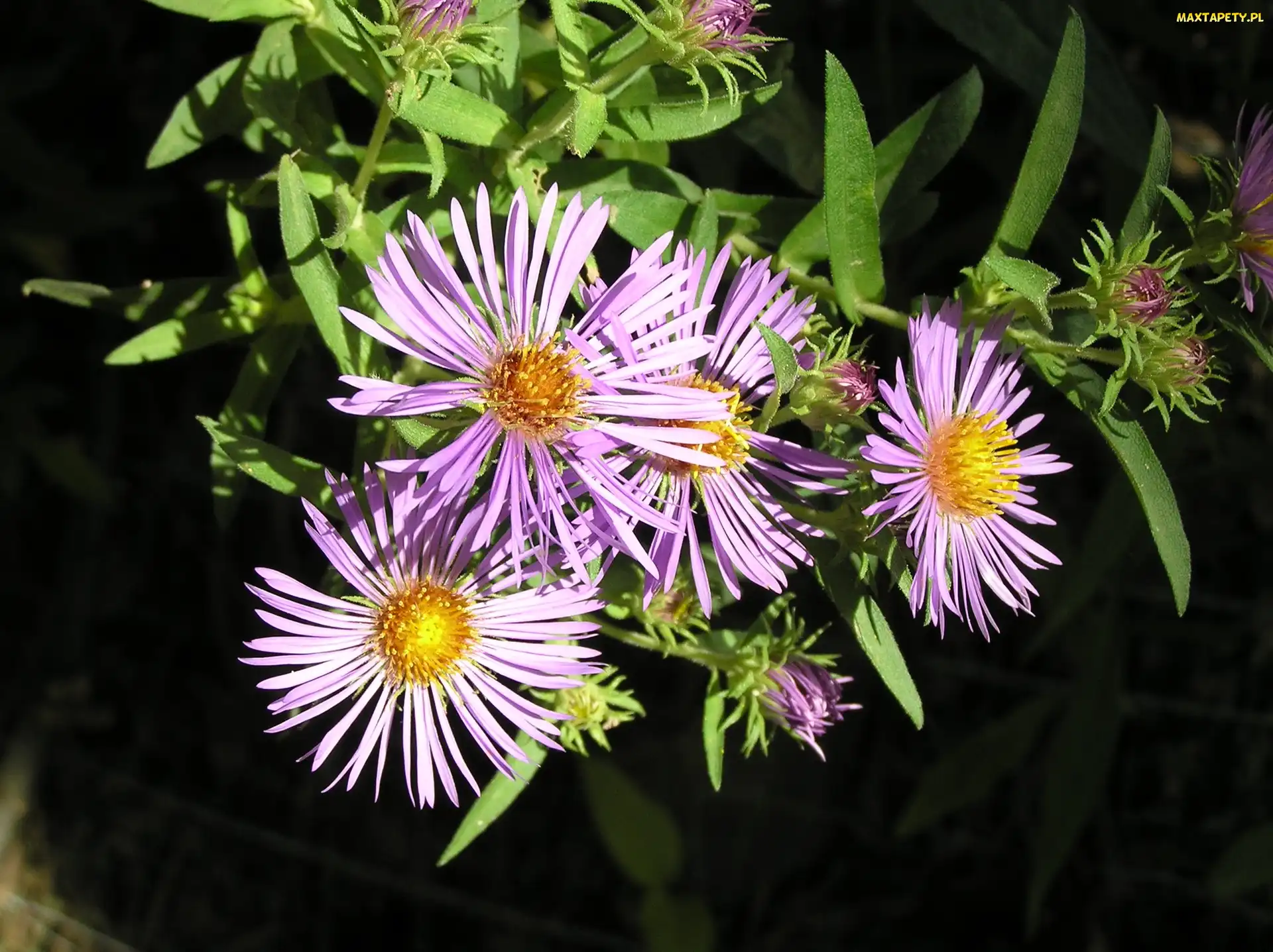 Zielone, Listki, Aster