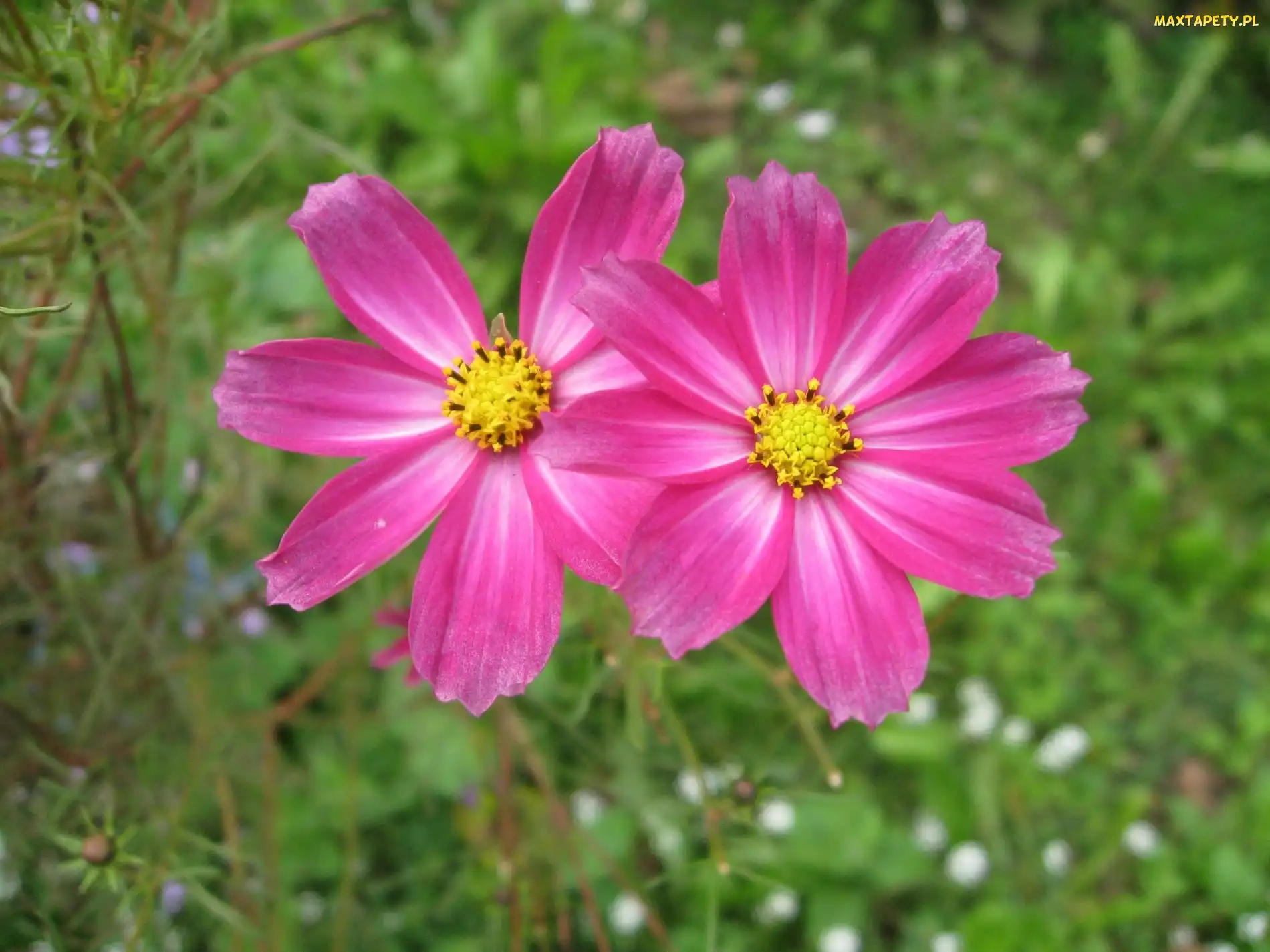 Cosmos odętka, Kwiaty, Dwa, Różowe