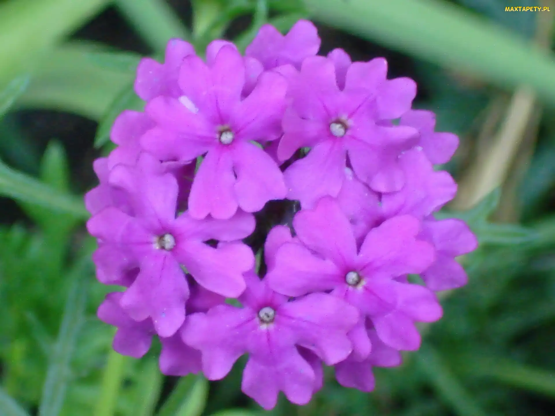 Werbena ogrodowa, Fioletowa