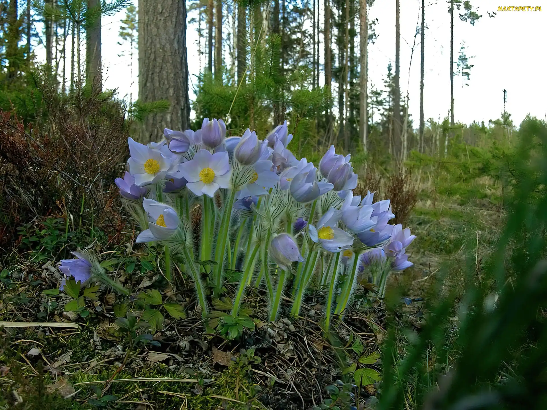 Kwiatki, Drzewa