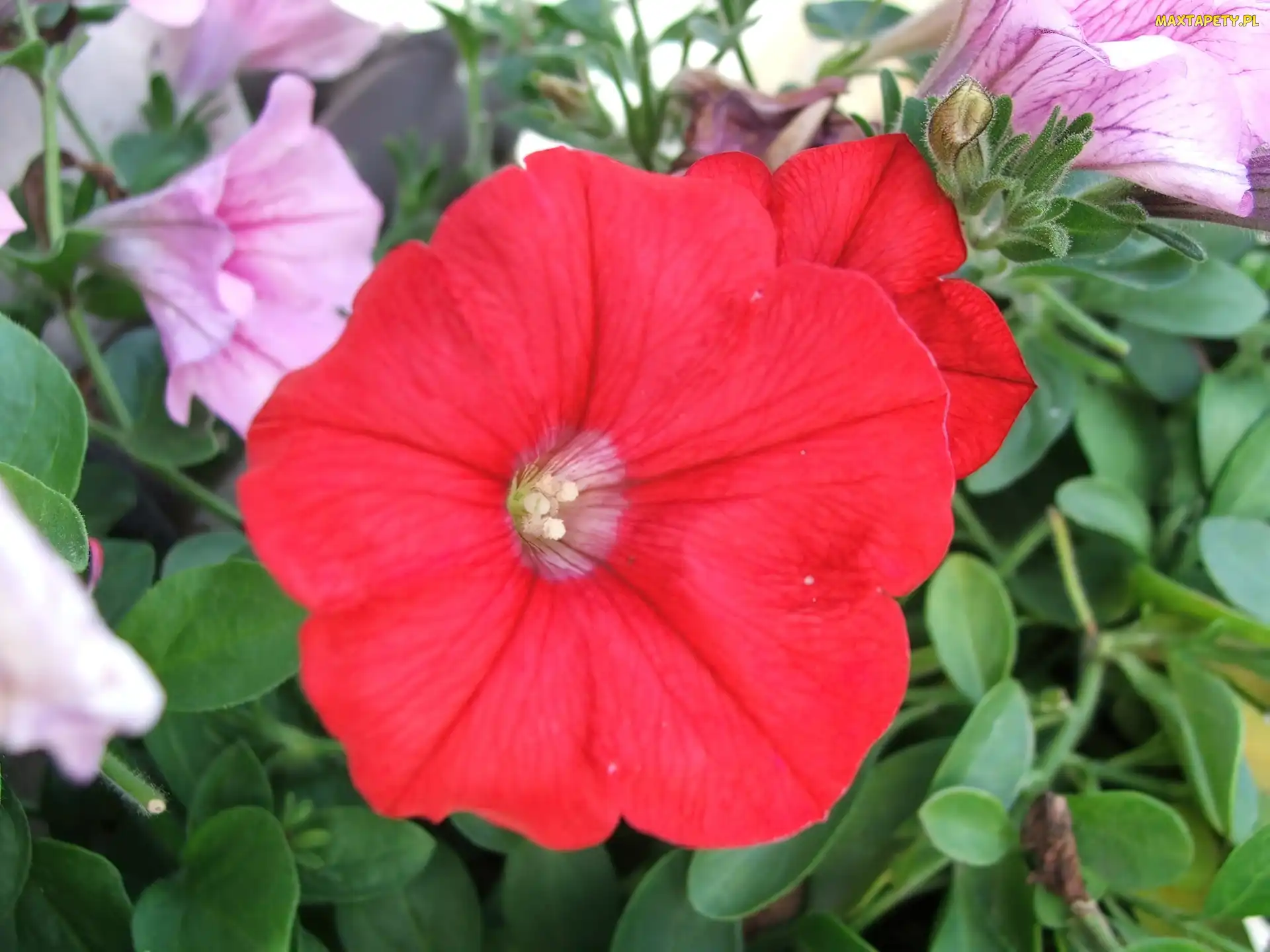 Petunia ogrodowa, Listki, Zielone