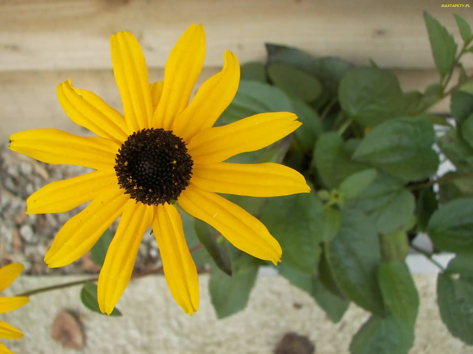 Rudbeckia fulgida, Rudbekia błyskotliwa