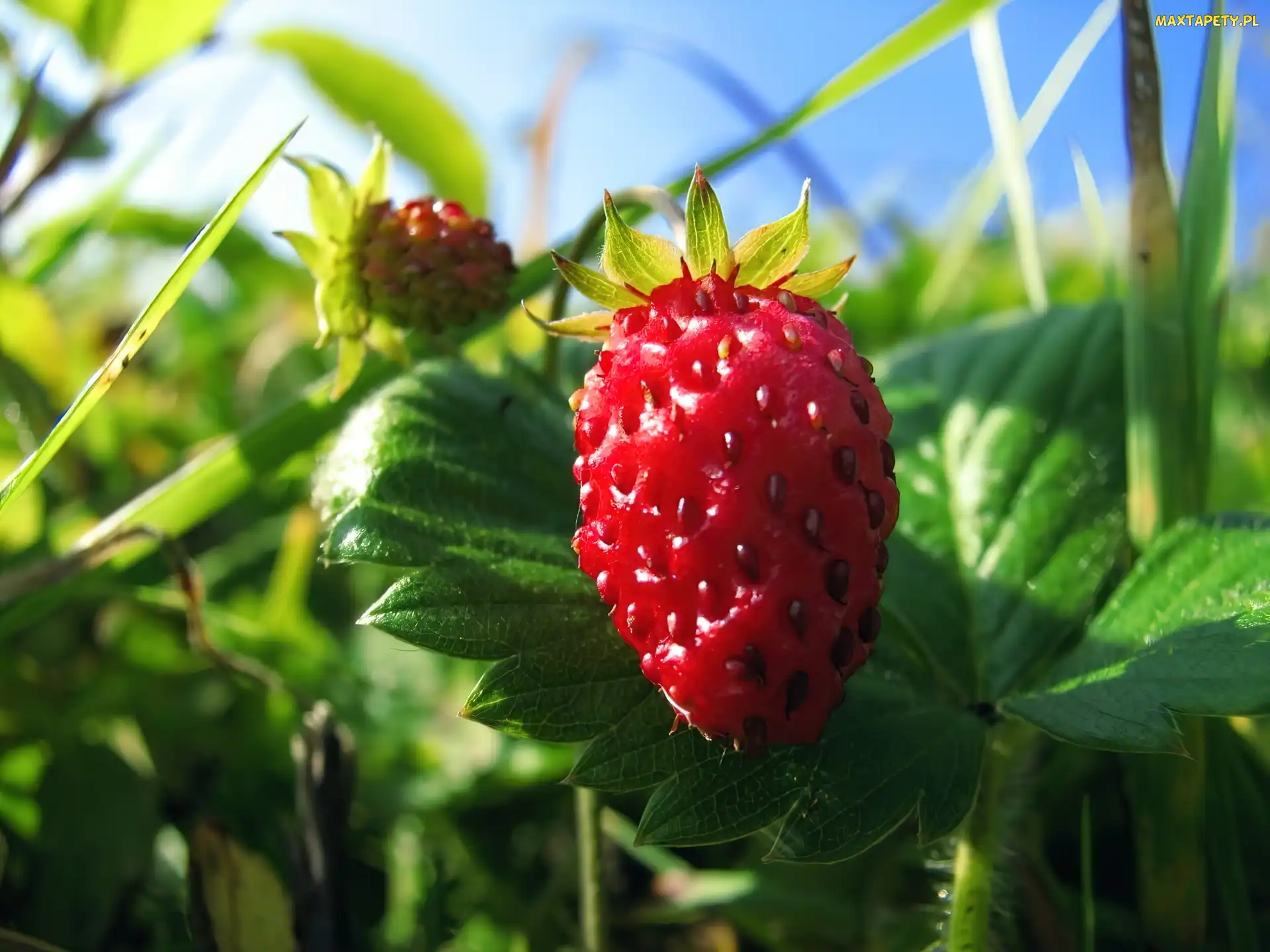 Fragaria