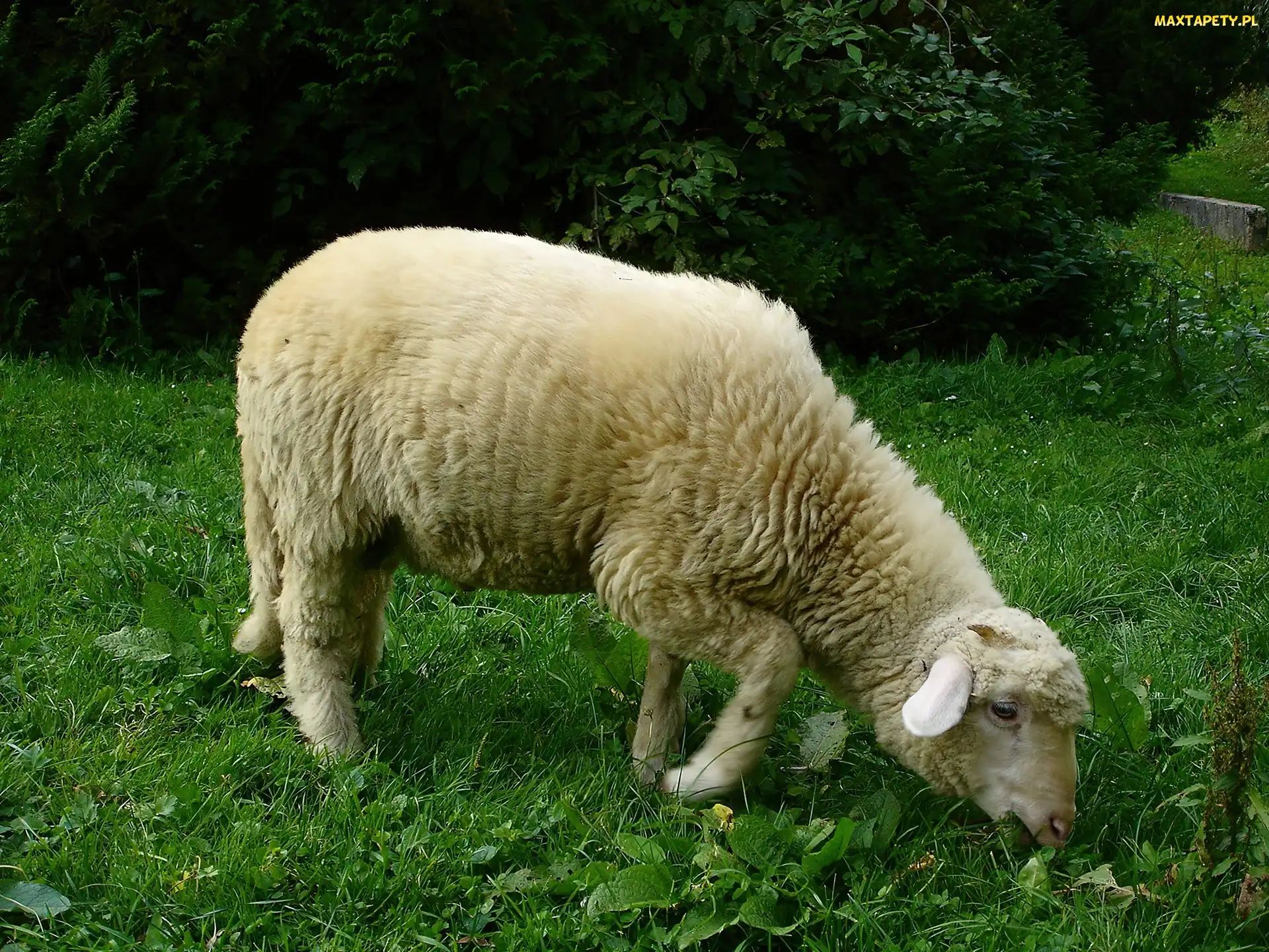 Owca, Trawa