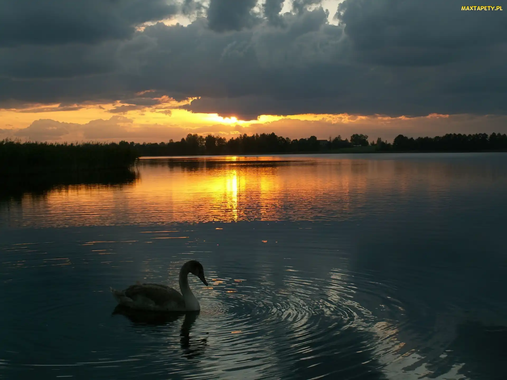 Łabędź, Słońca, Zachód, Jezioro