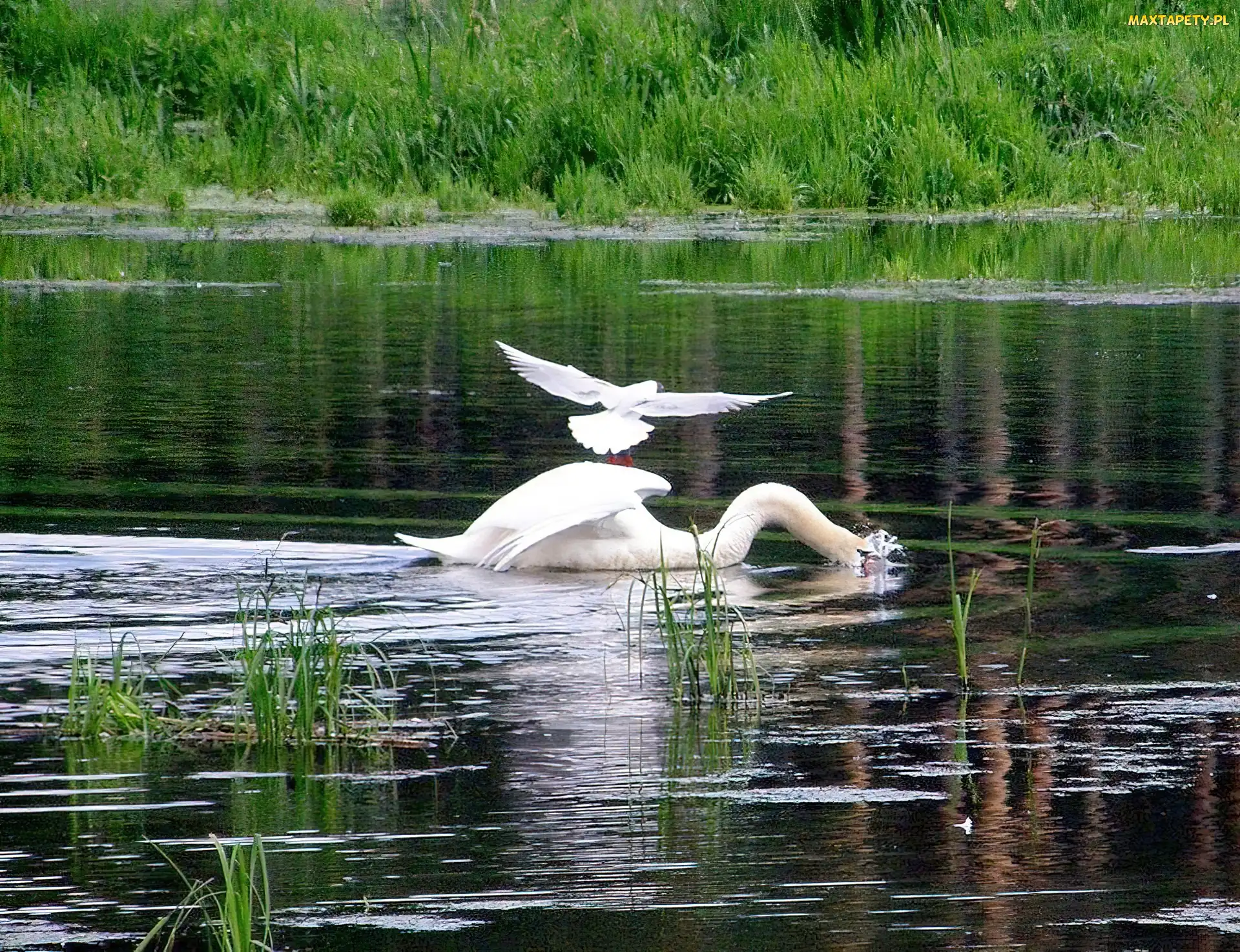 Jezioro, Trzcina, Łabędzie