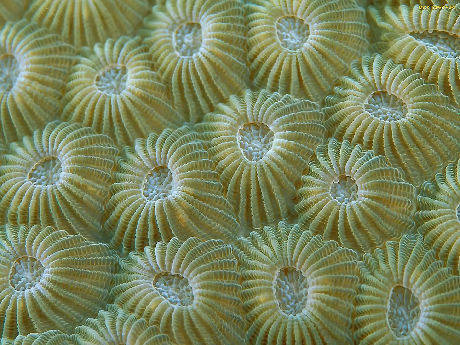 Oceanaria