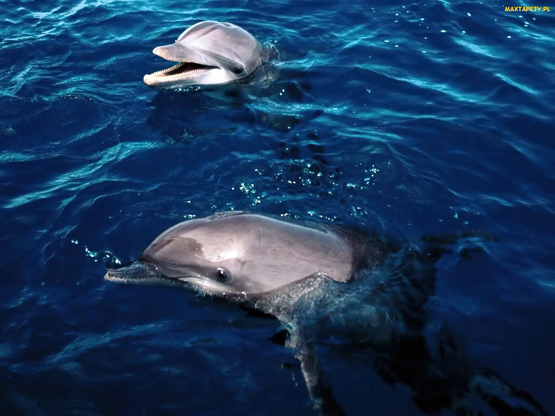 Delfiny