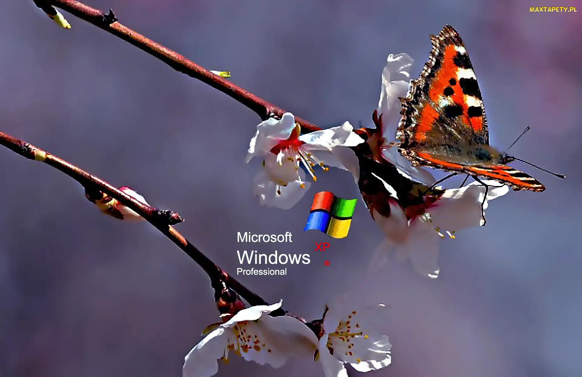 Kwiat, Rusałka pokrzywnik, Logo XP, Motyl