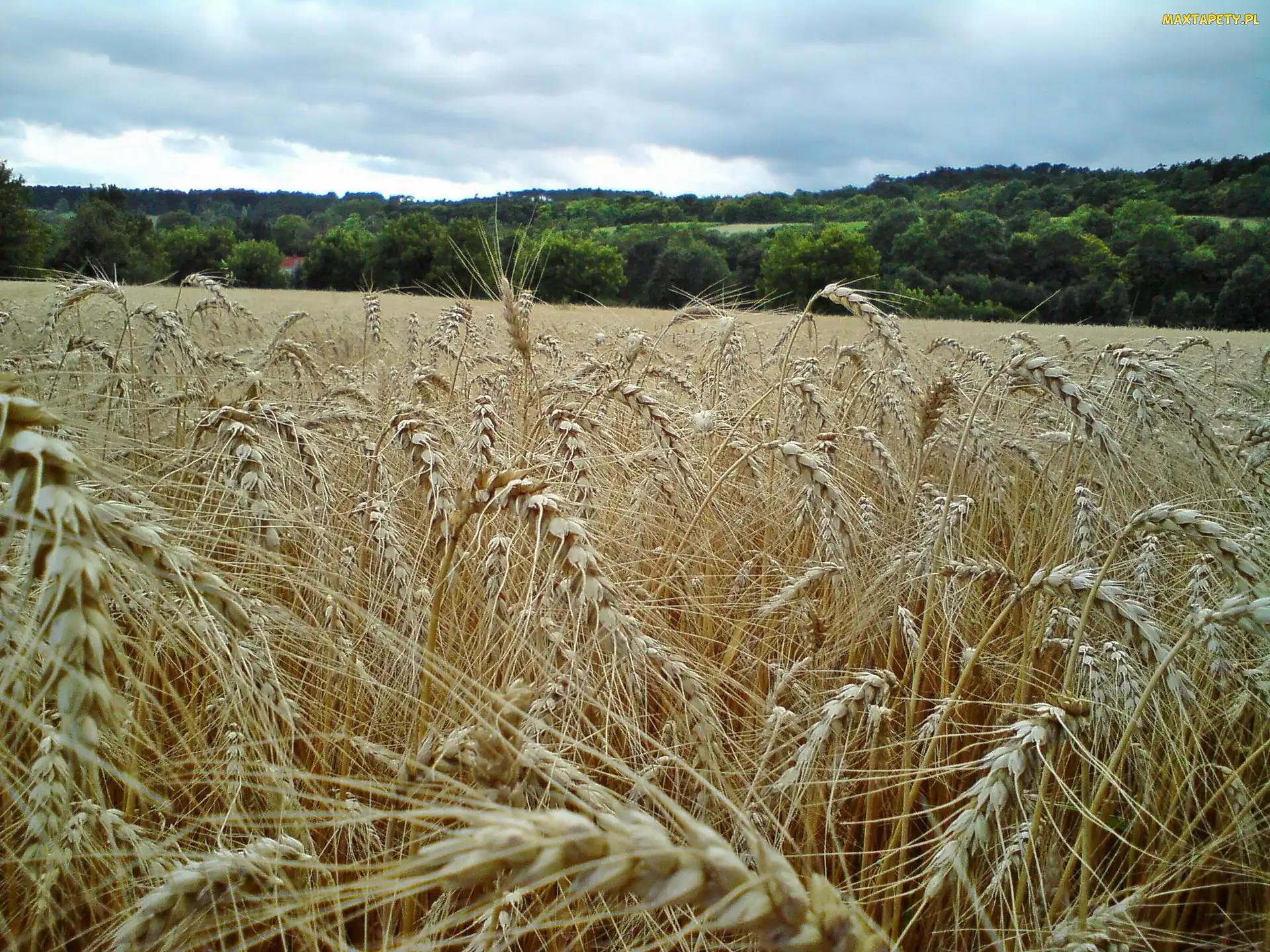 łąka, Zboże, Lato
