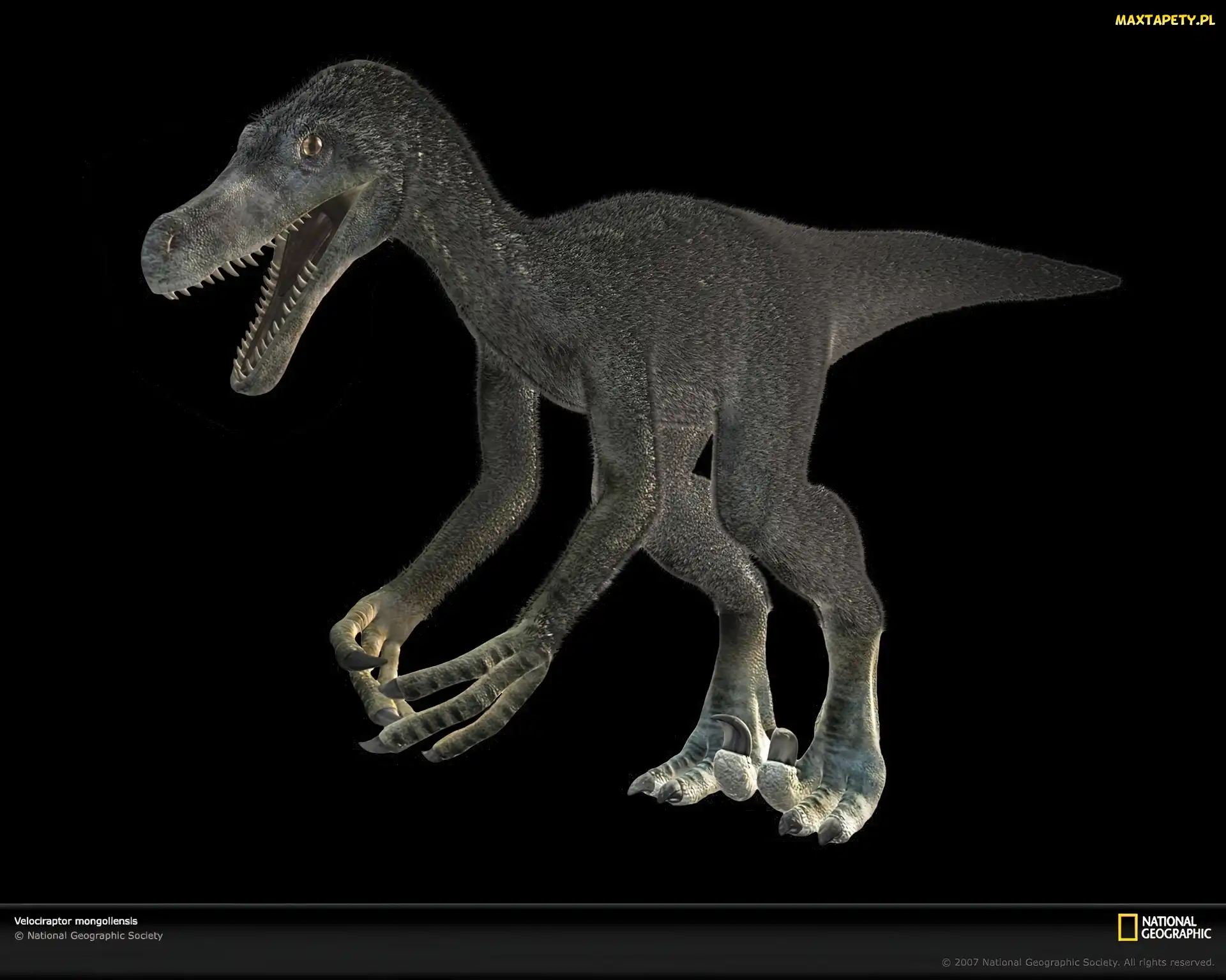 Dinozaur, Velociraptor