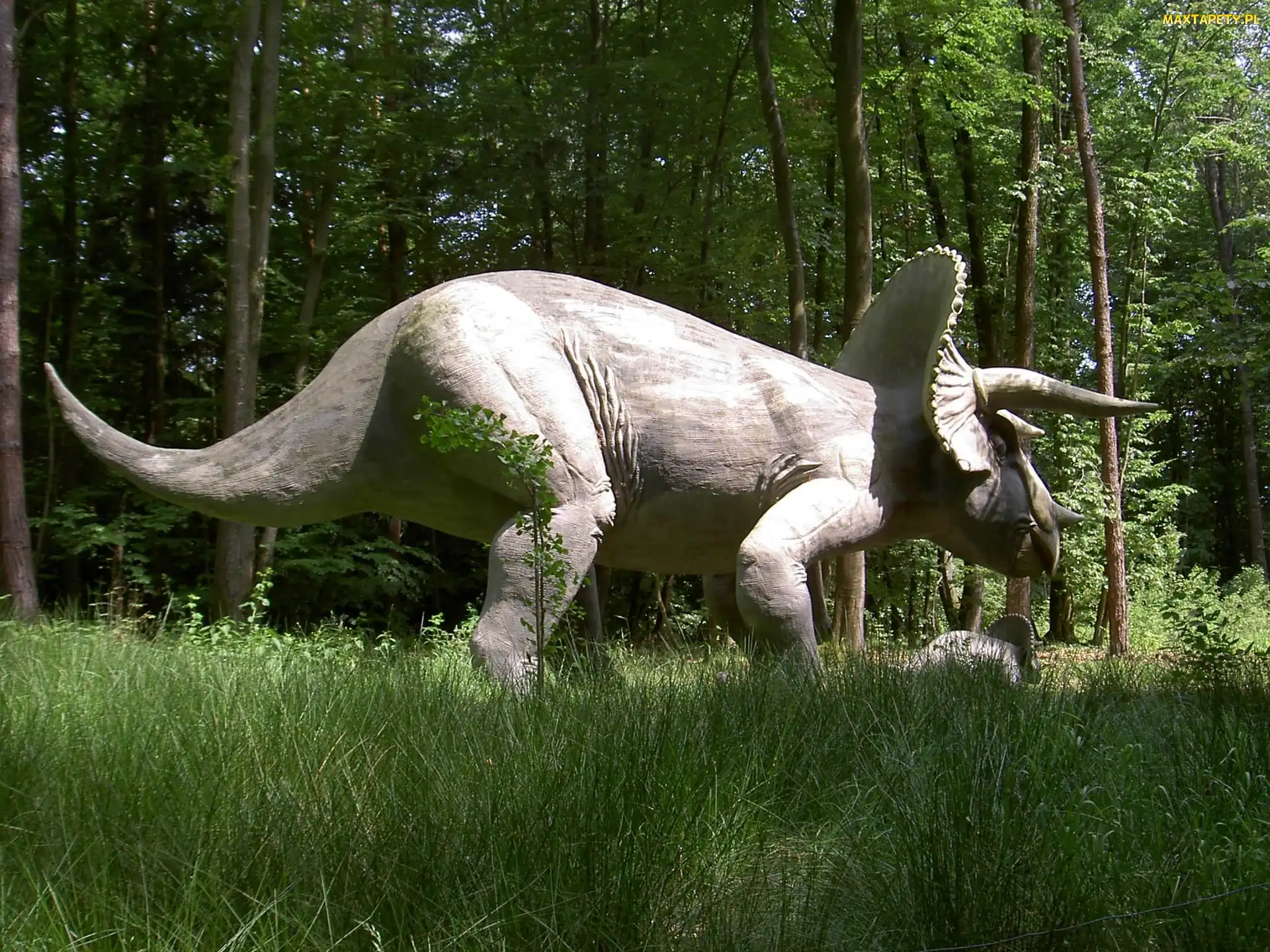 Las, Trawa, Triceratops