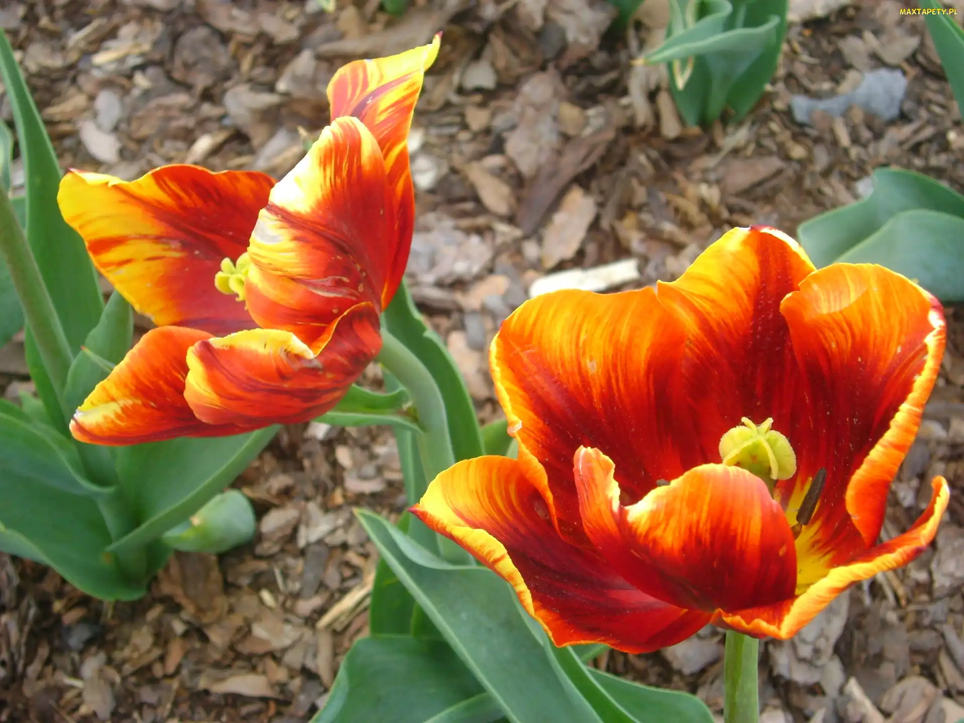 Pomarańczowy, Tulipan
