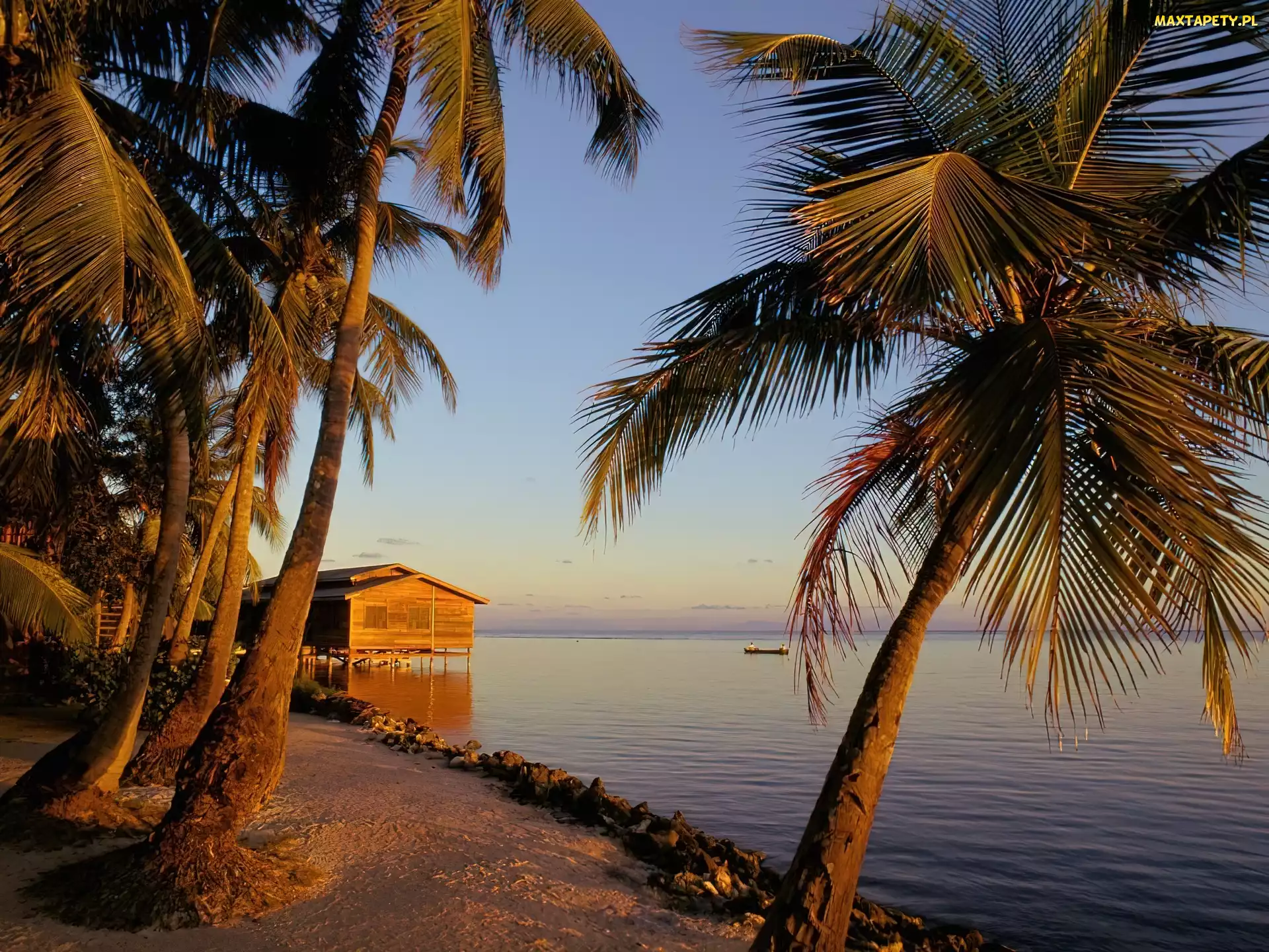 Plaża, Palmy