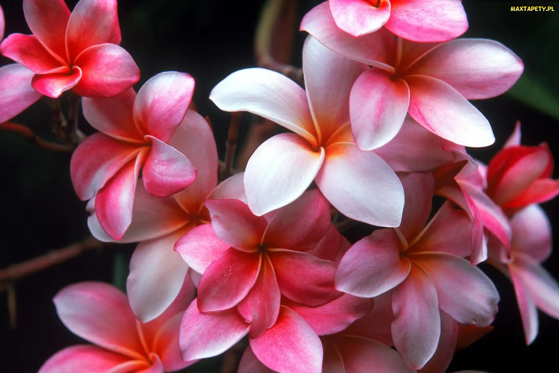 Hawajski, Kwiat, Plumeria