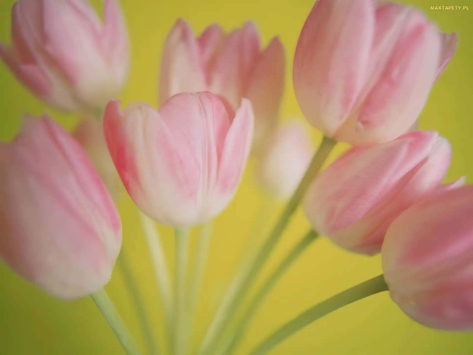 Różowe Tulipany