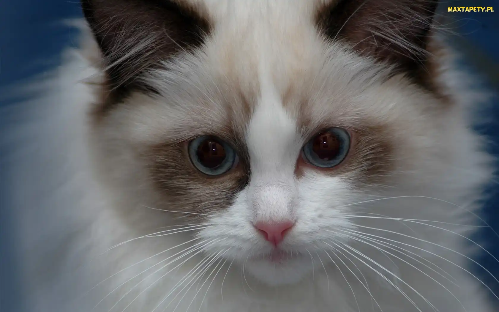 Pyszczek, Ragdoll