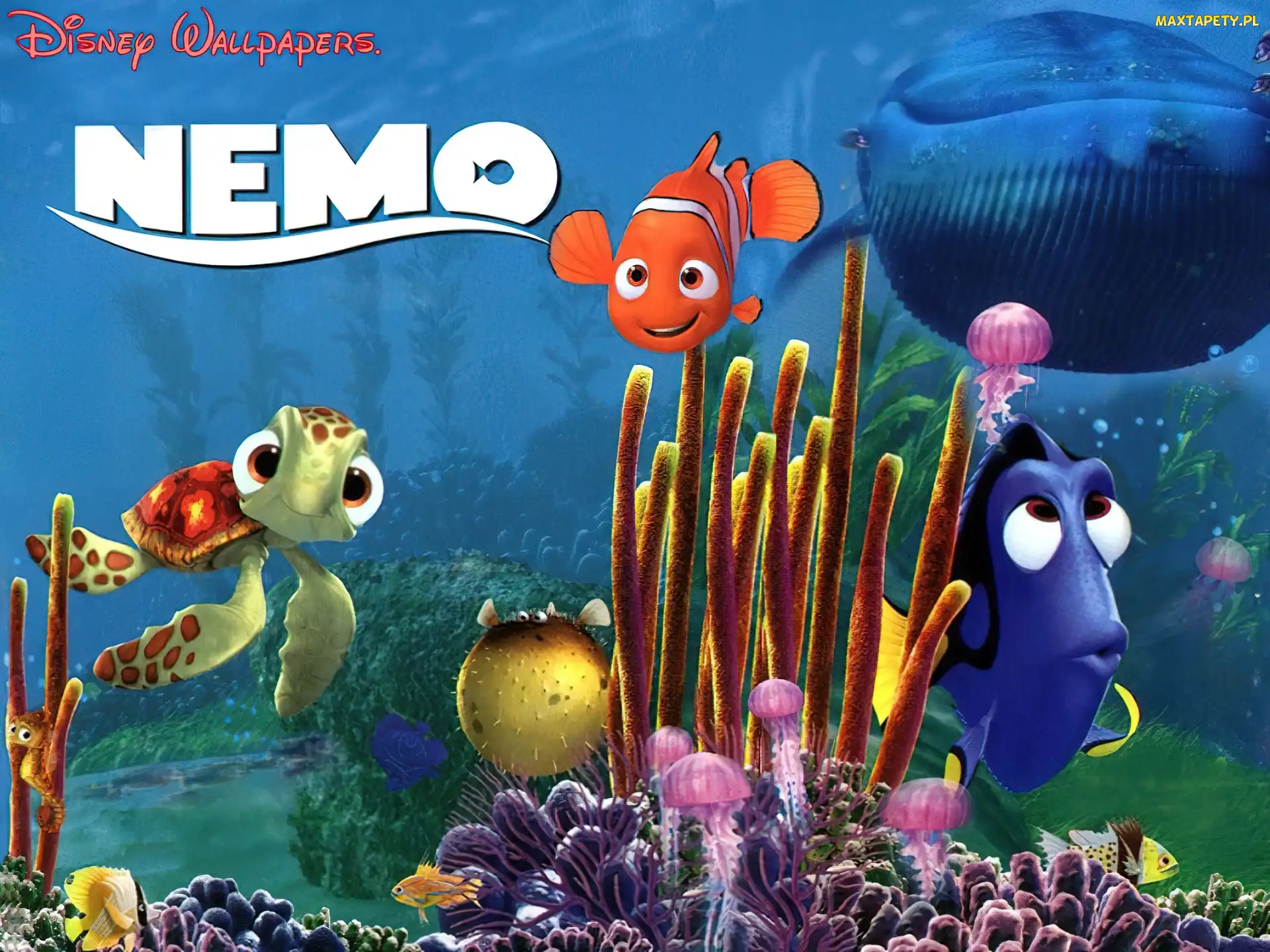 Finding Nemo, Bohaterowie, Gdzie jest Nemo