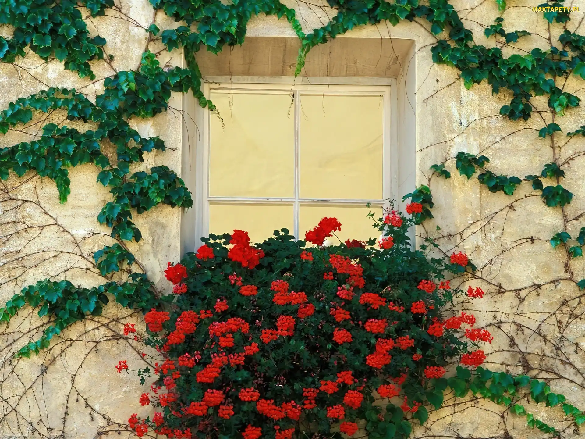 Bluszcz, Pelargonie, Okno