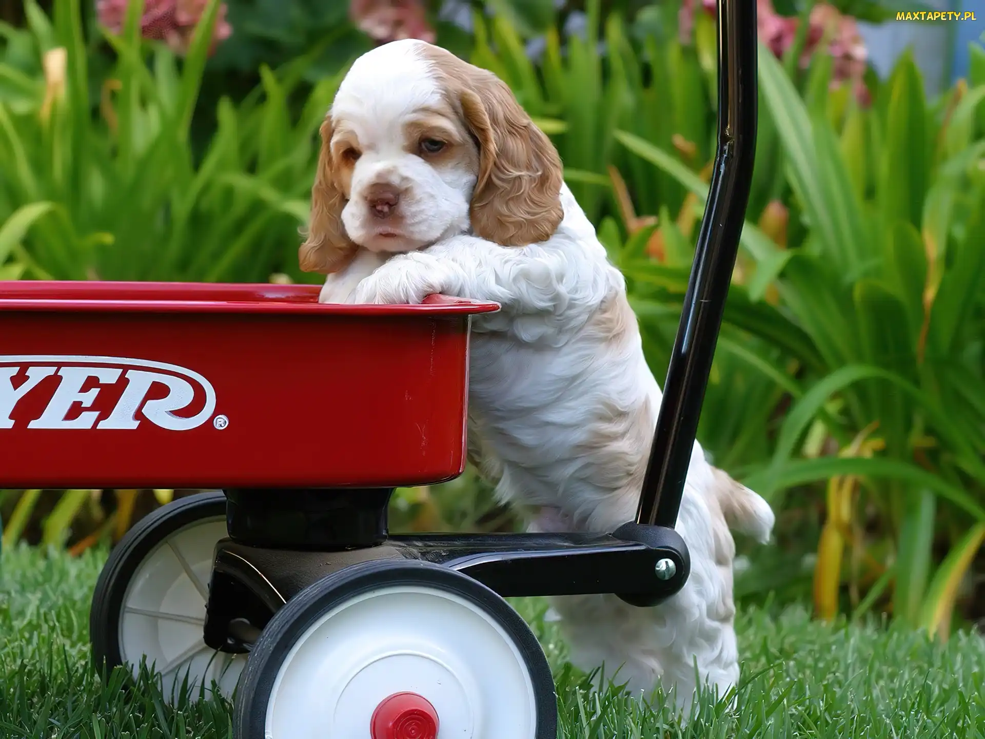 Wózek, Spaniel, Szczeniak, Cocker