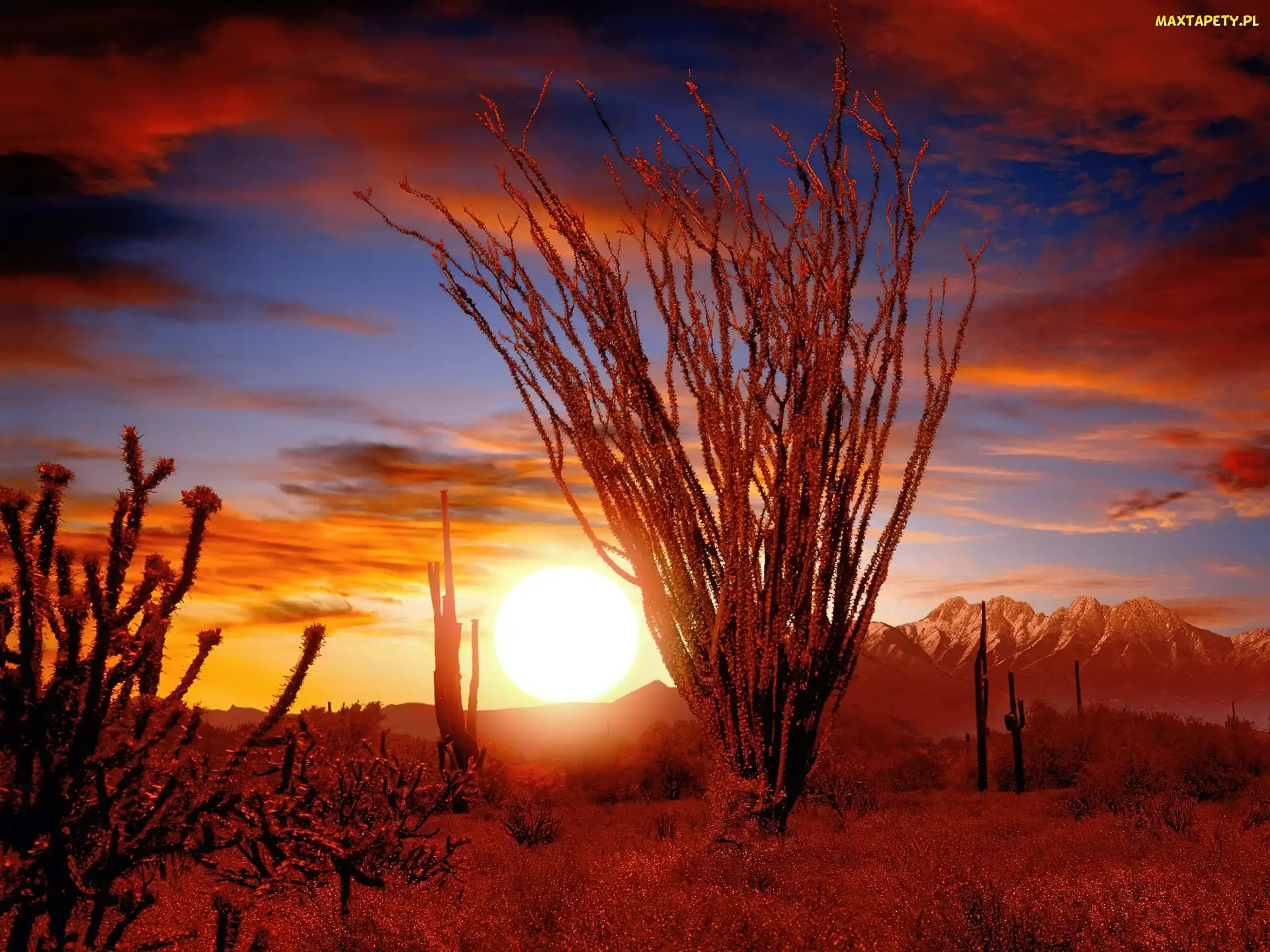 Ocotillo, Słońca, Pustynia, Zachód, Sonora