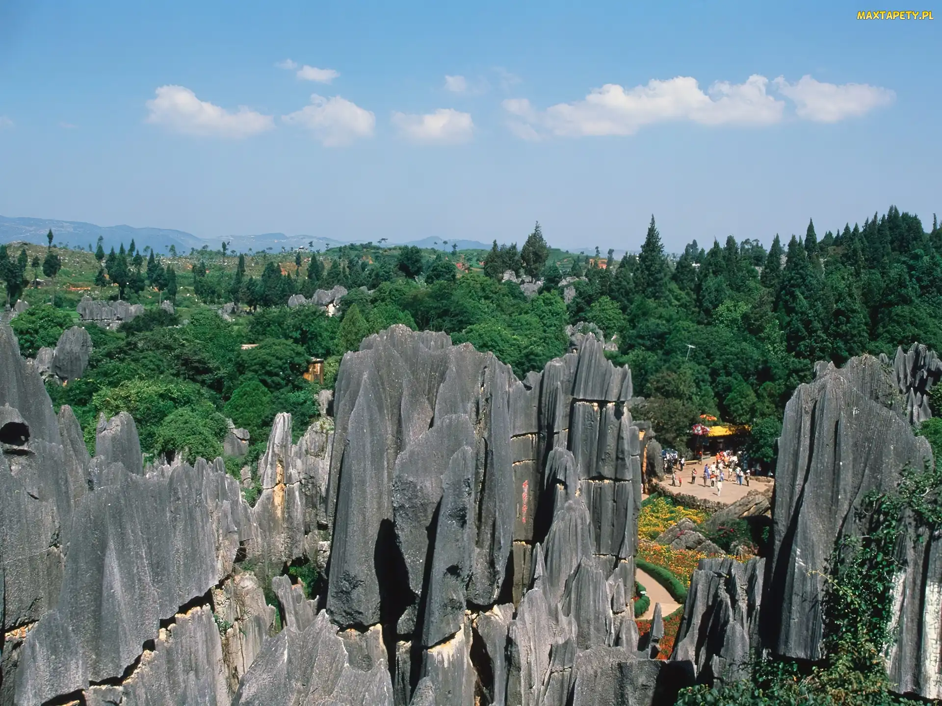 Kamienny, Chiny, Las
