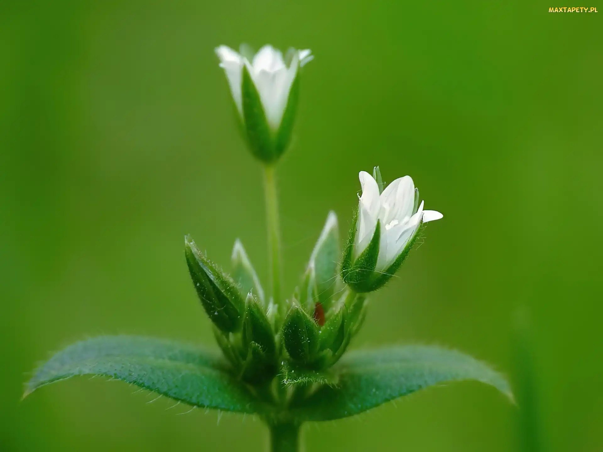 Białe, Kwiatuszki, Rogownica Pospolita