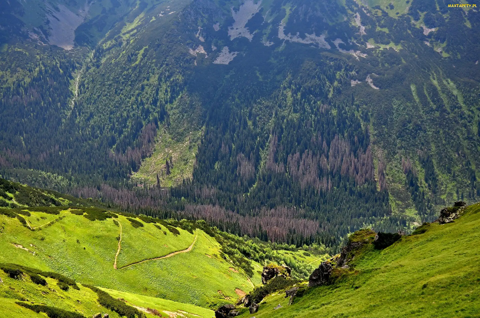 Góry, Zbocze, Polska, Karpaty