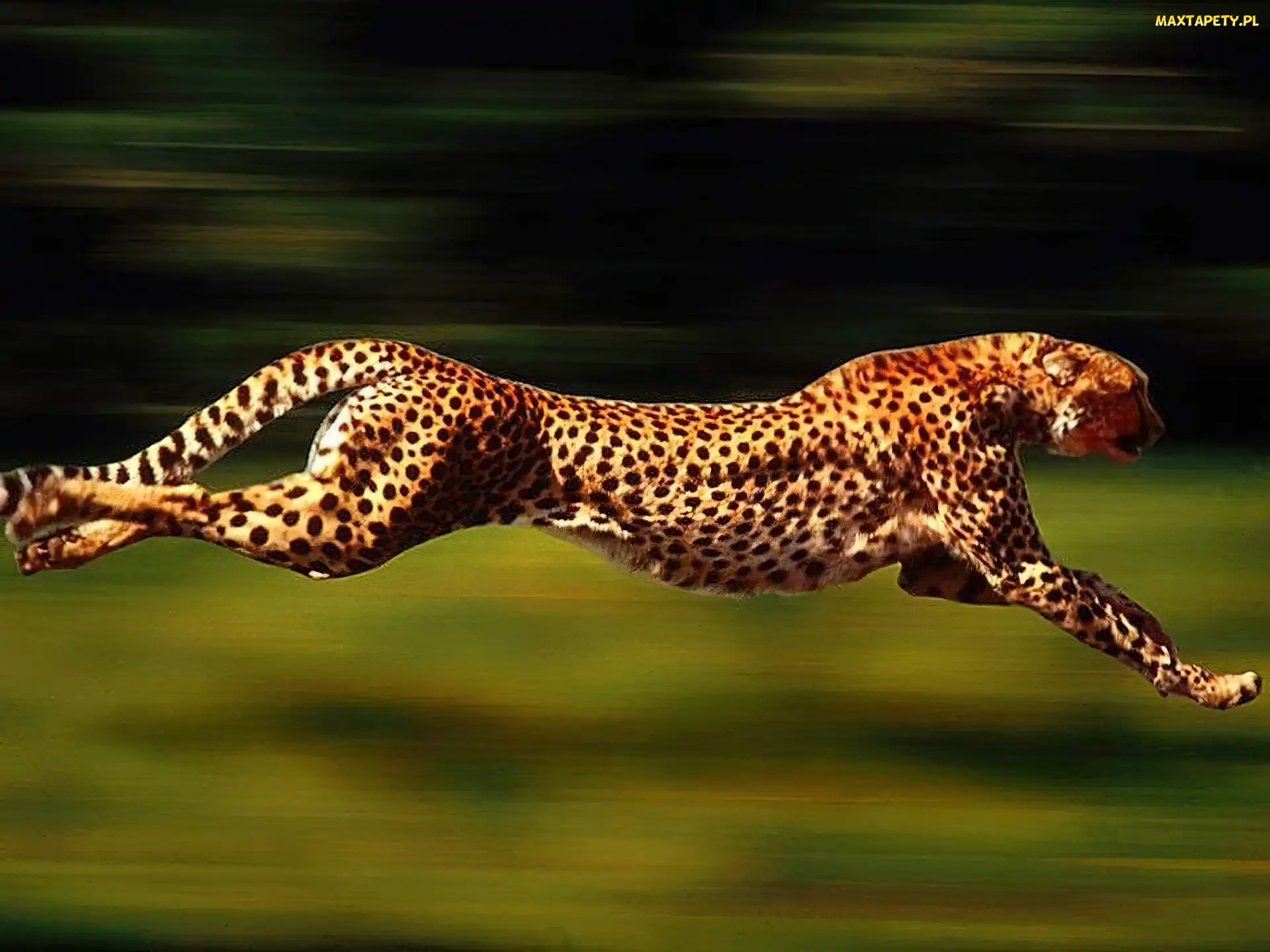 Gepard, Cętki