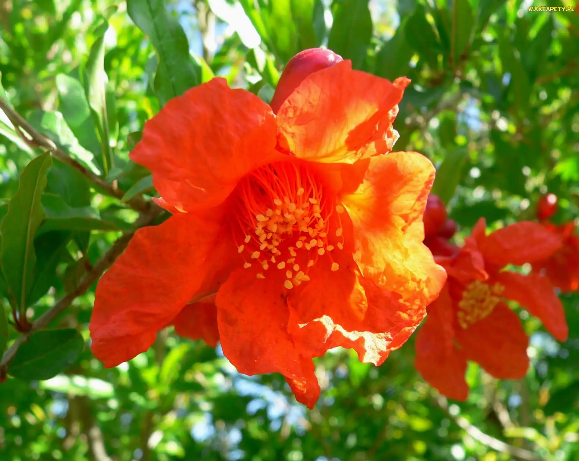 Granatu, Kwiat, Punica, Granatum