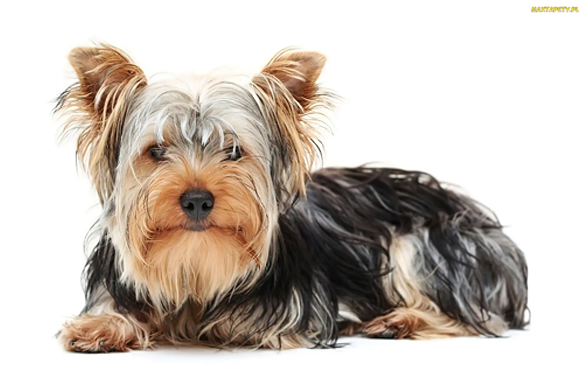 Yorkshire Terrier, Sierść, Długa