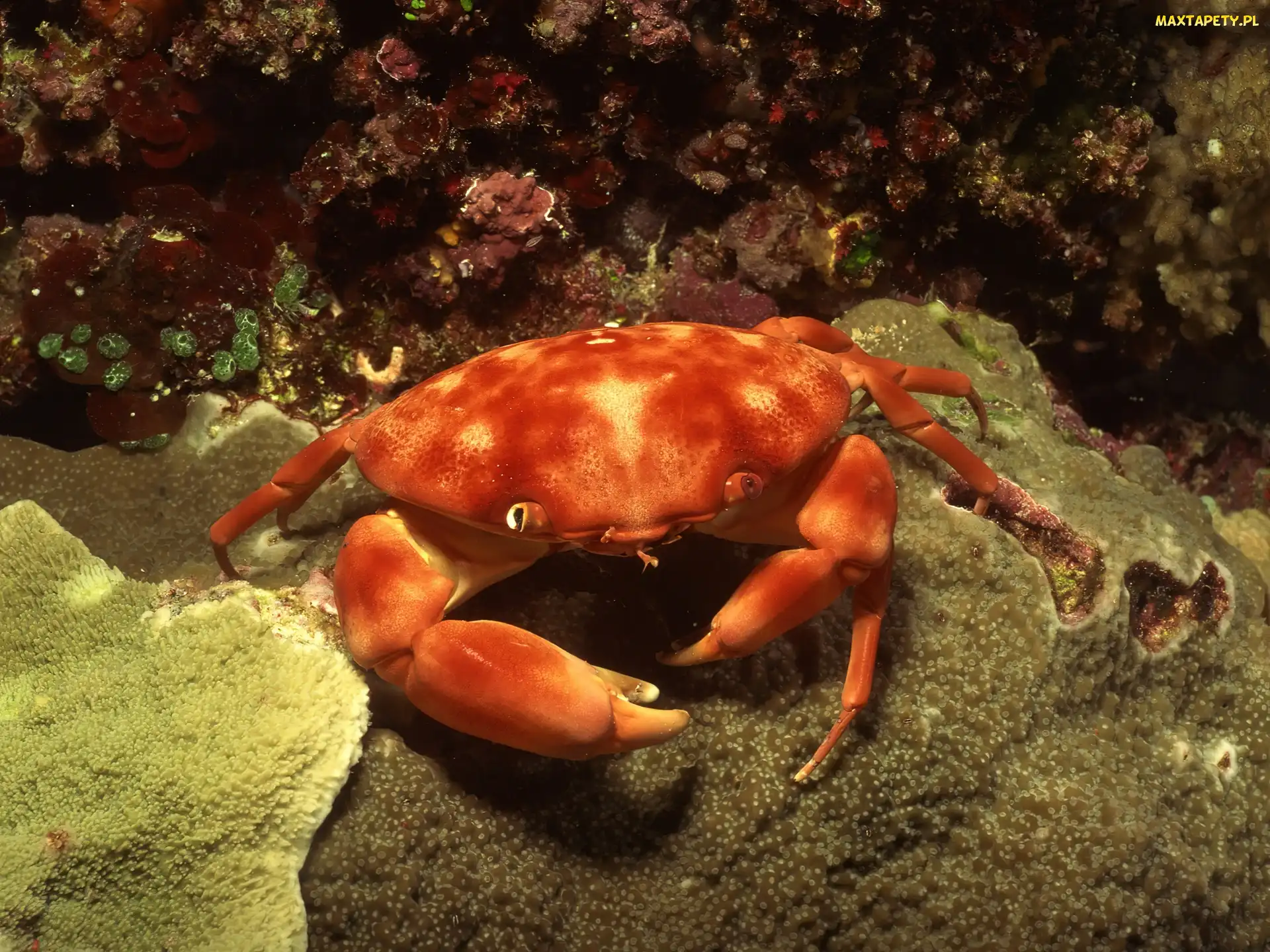 Krab, Szczypce