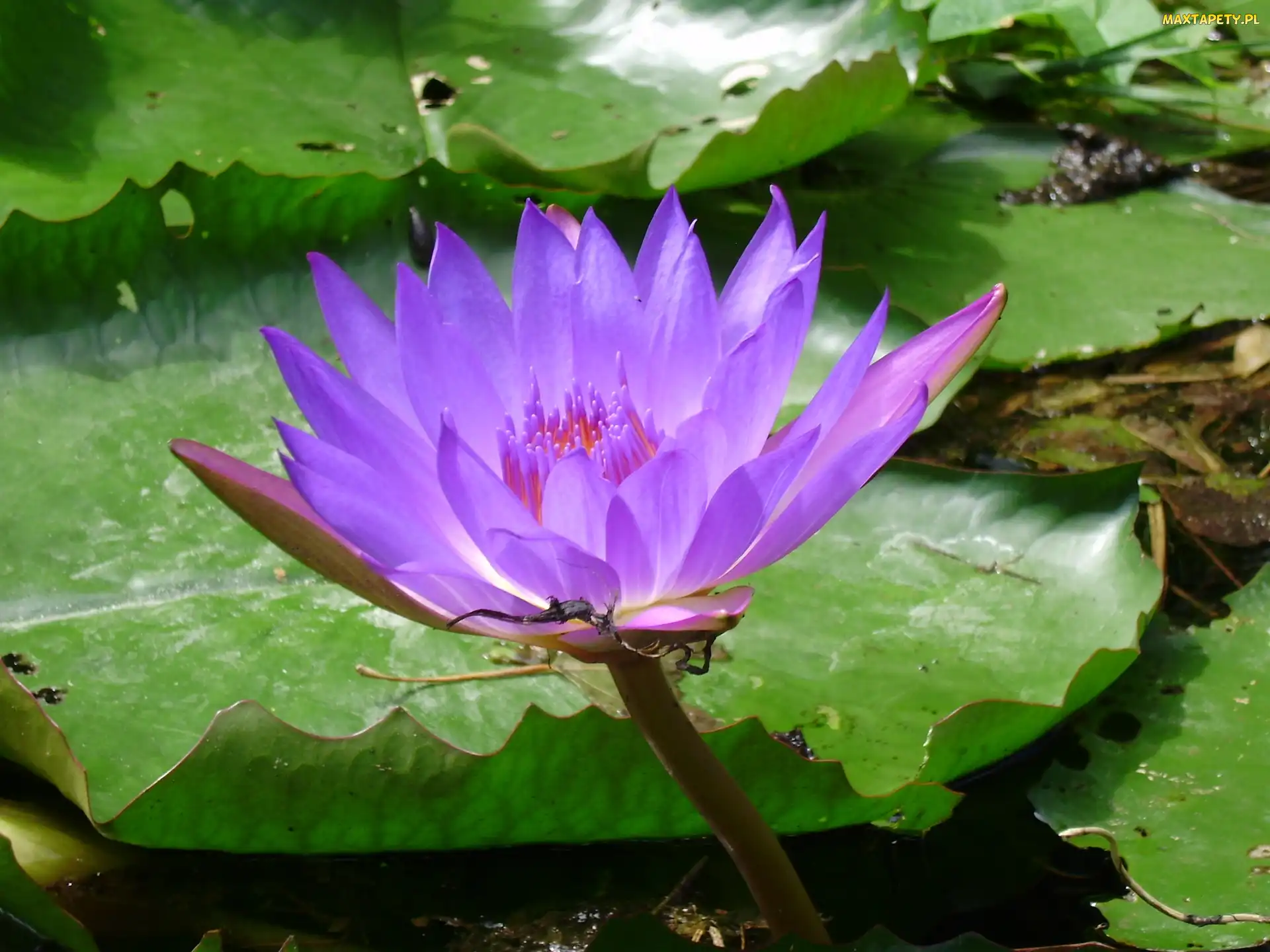 Lilii, Staw, Kwiat